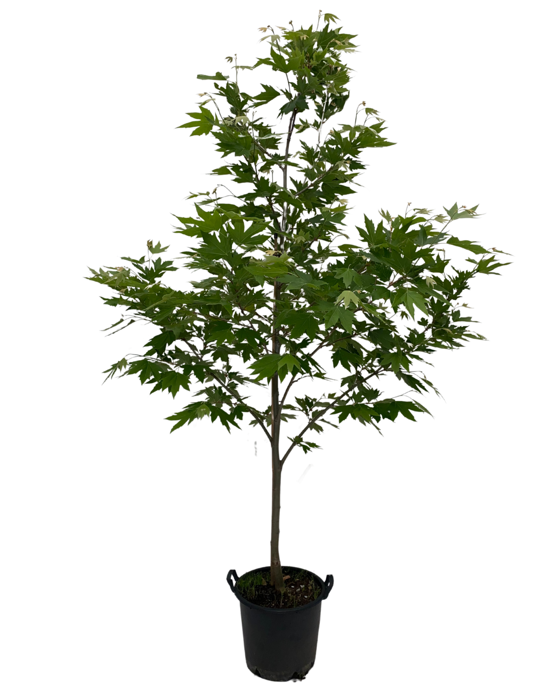 London Plane Tree - Platanus Acerifolia