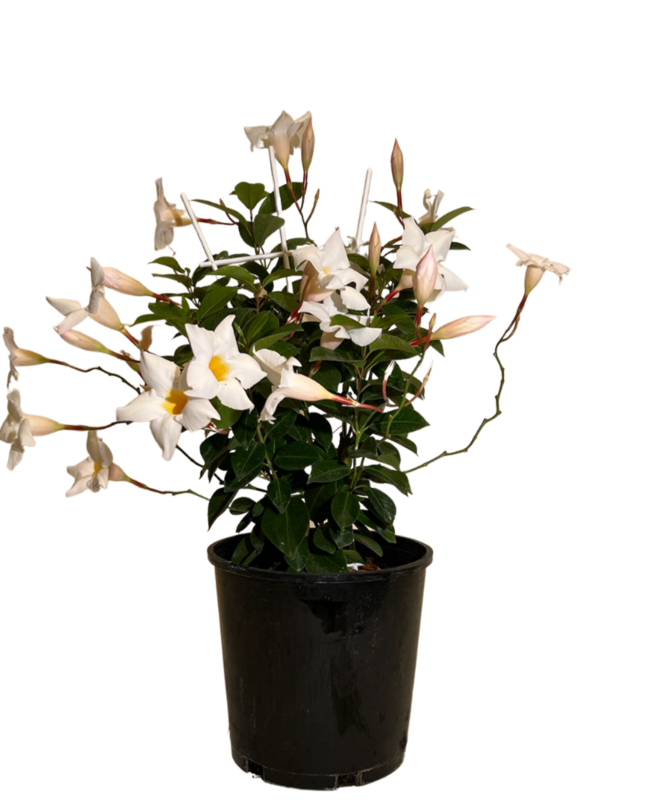 Mandevilla Aloha White