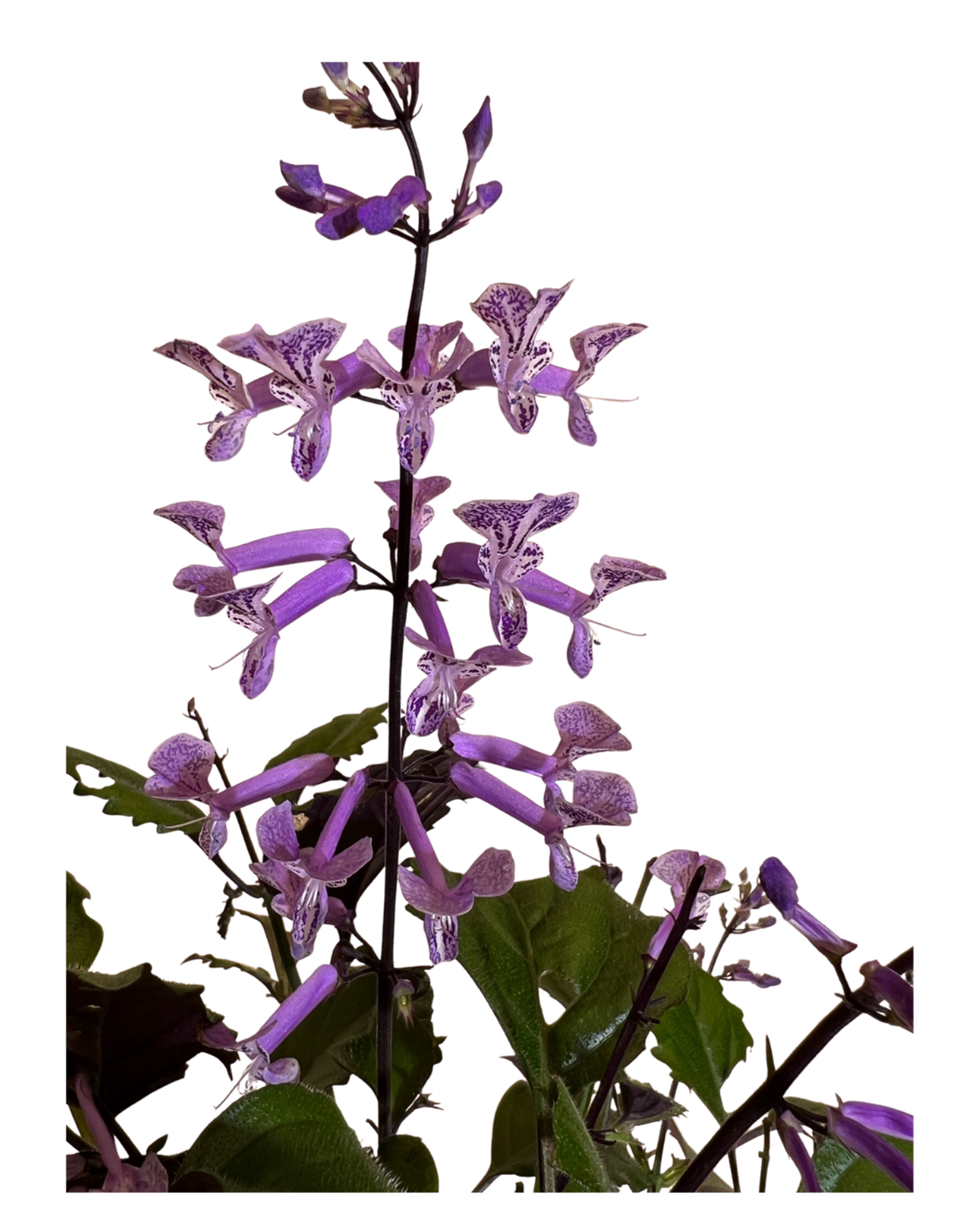 Mona Lavender - Plectranthus