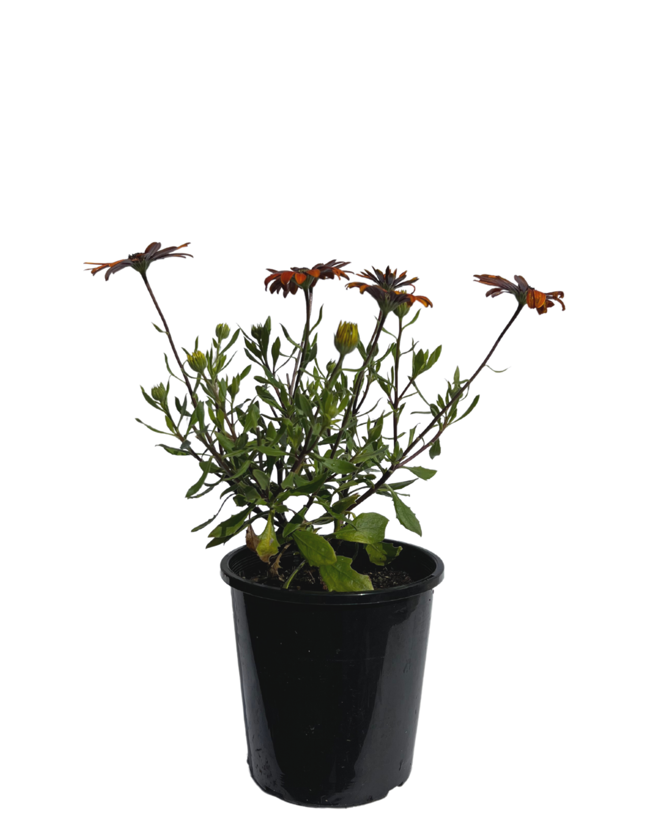 Osteospermum Purple Sun