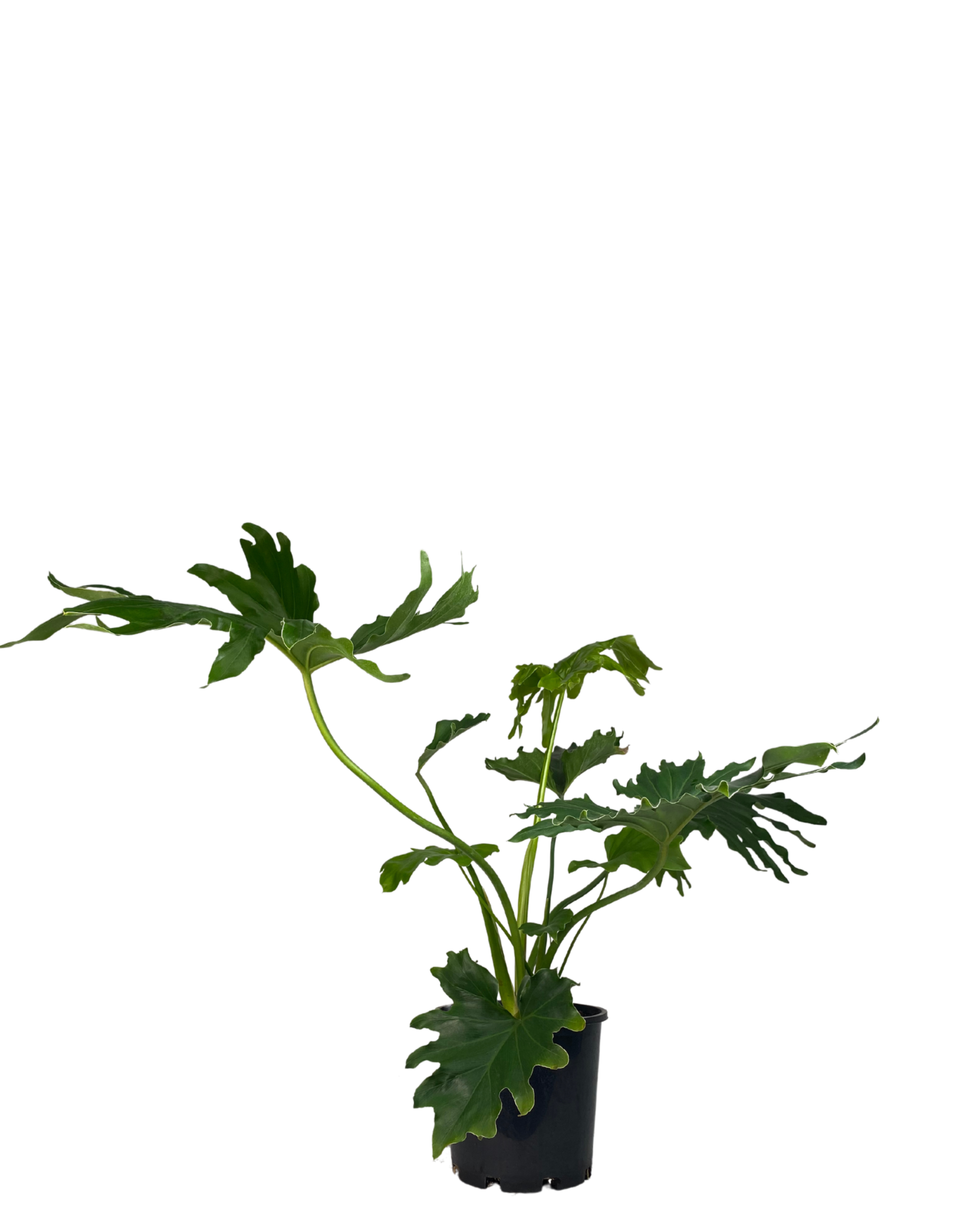 Philodendron Hope