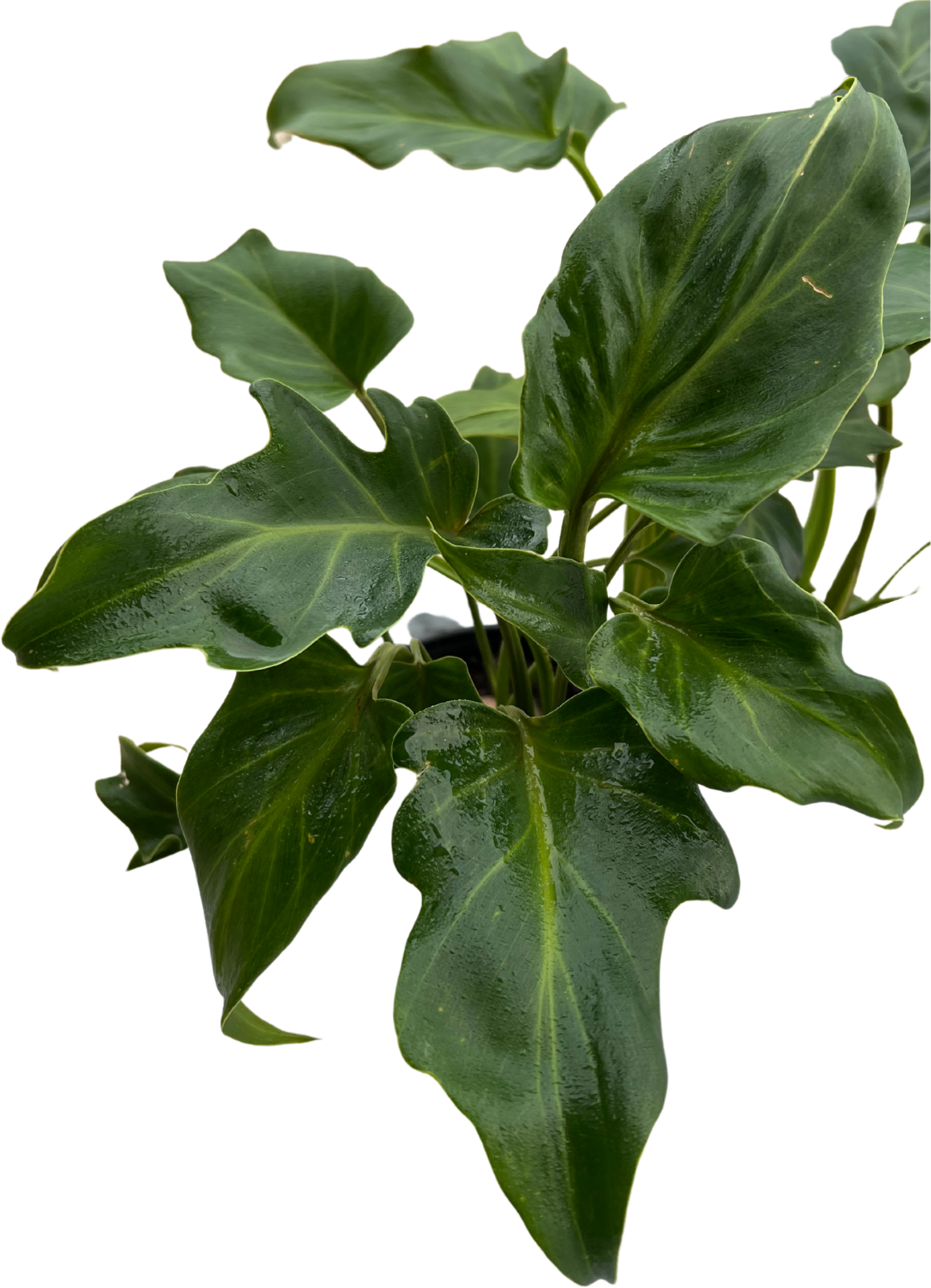 Philodendron Xanadu