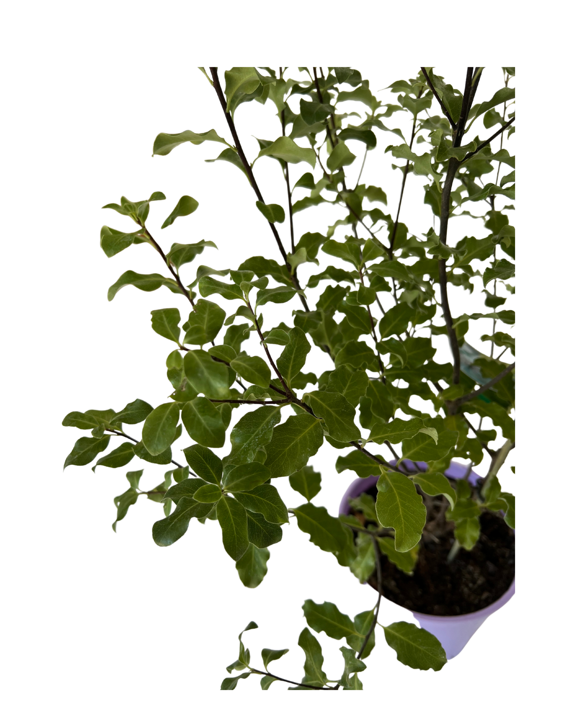 Pittosporum Tasman Ruffles