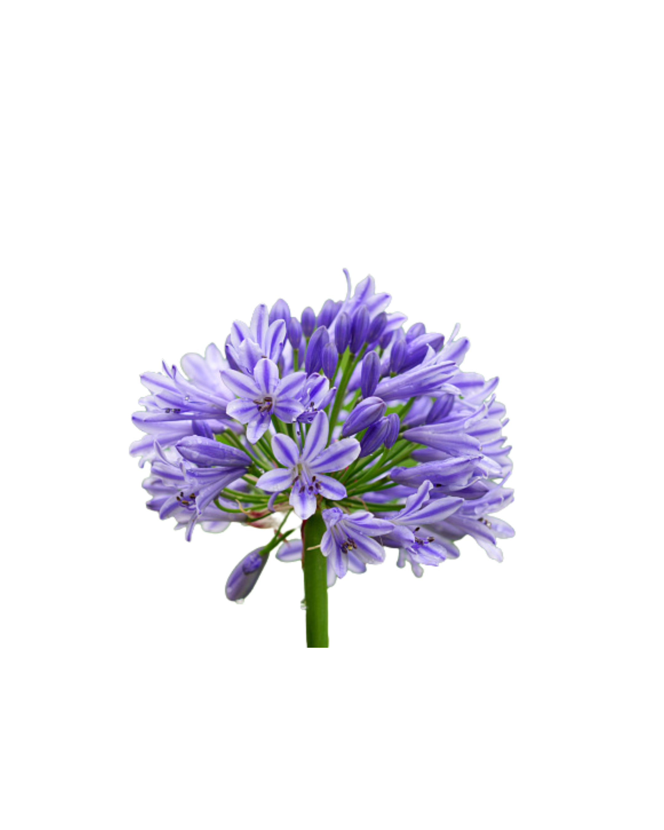 Agapanthus Peter Pan