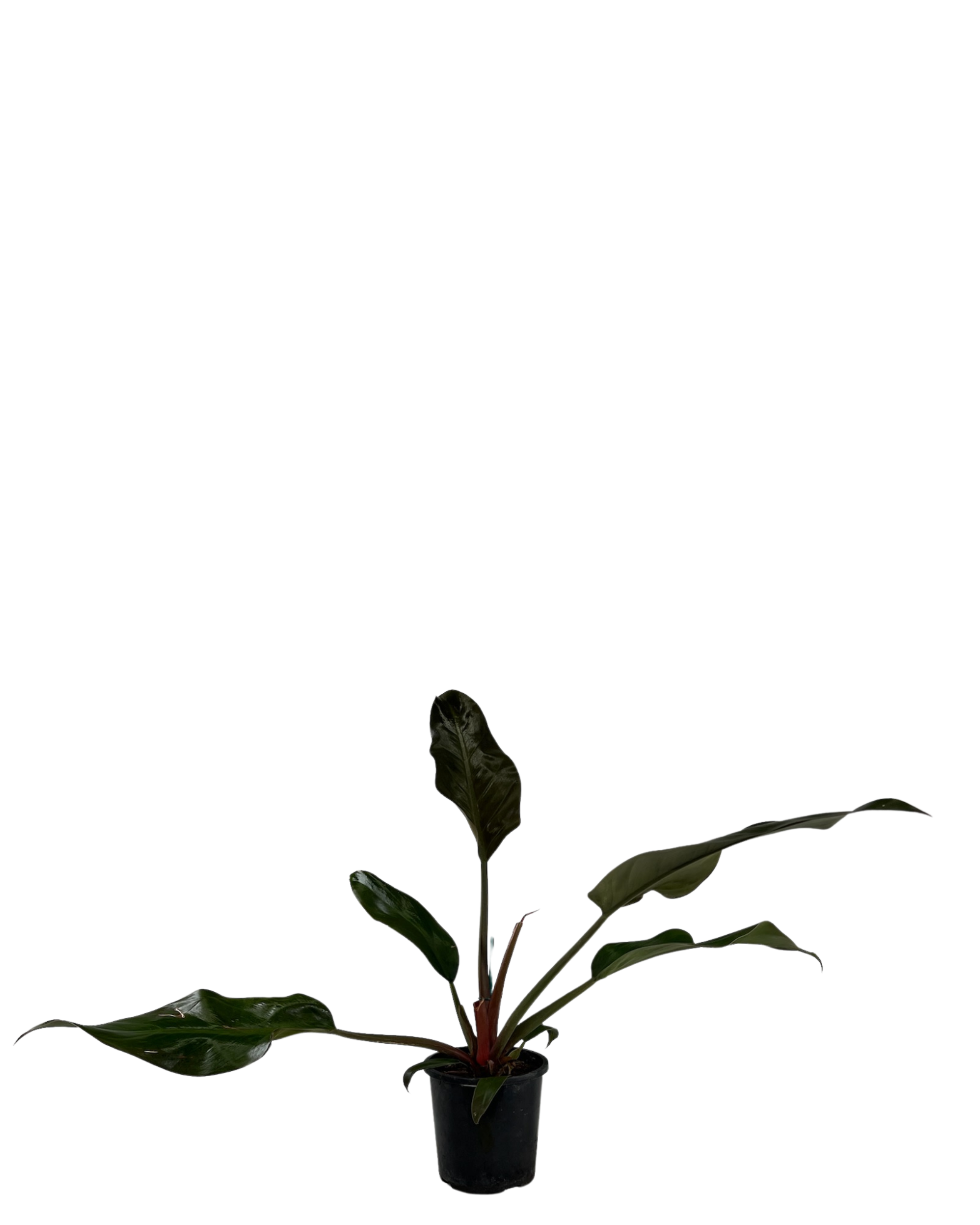 Philodendron Autumn