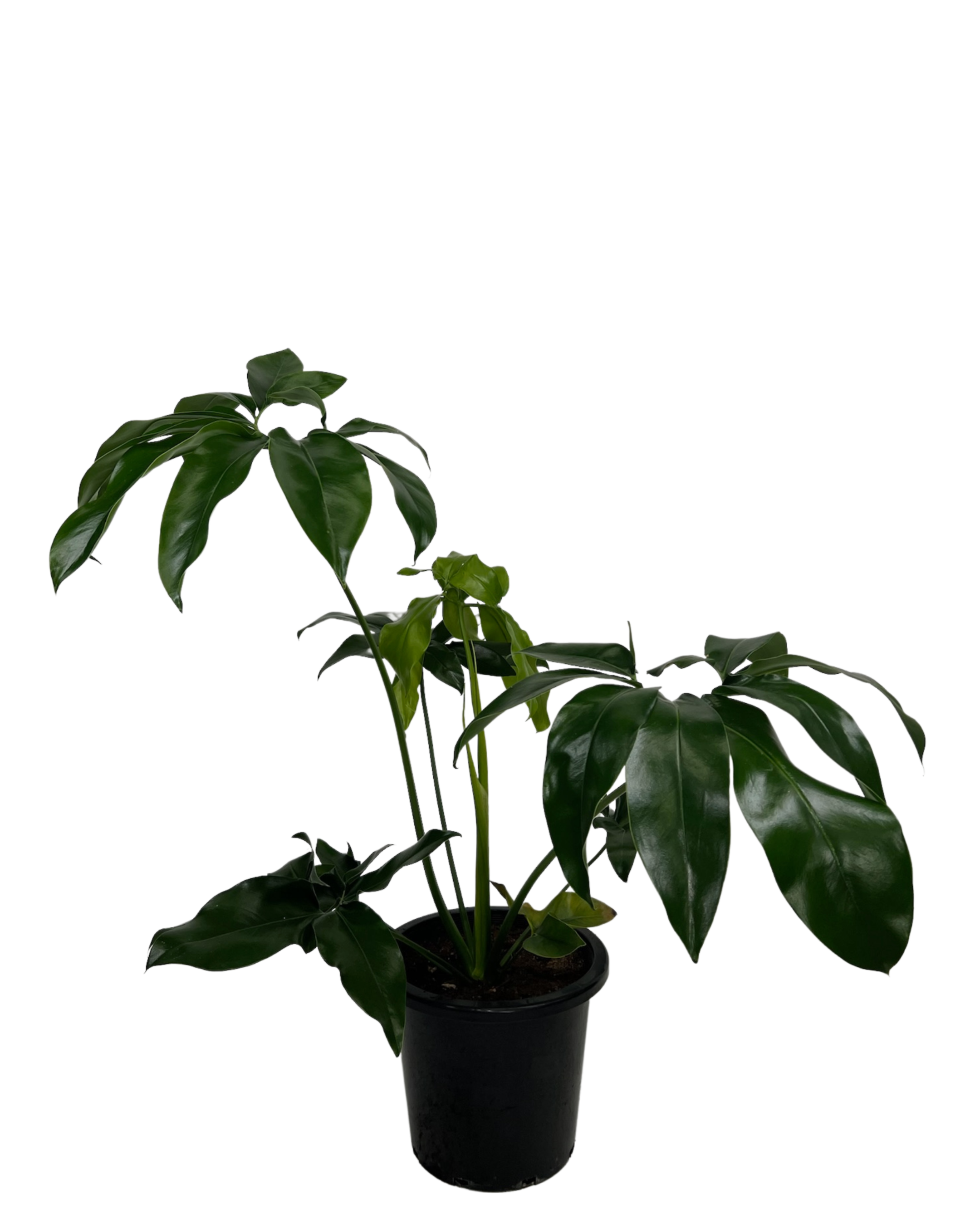 Philodendron Goeldii