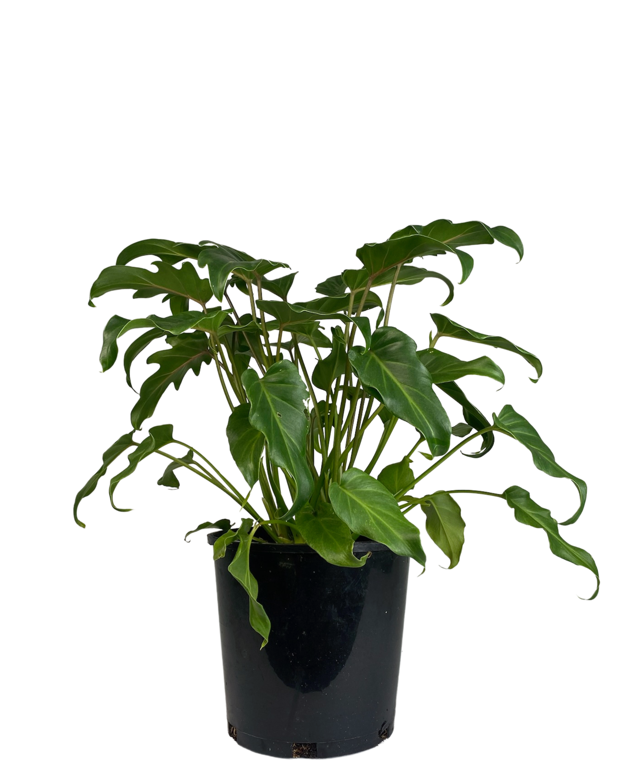 Philodendron Xanadu