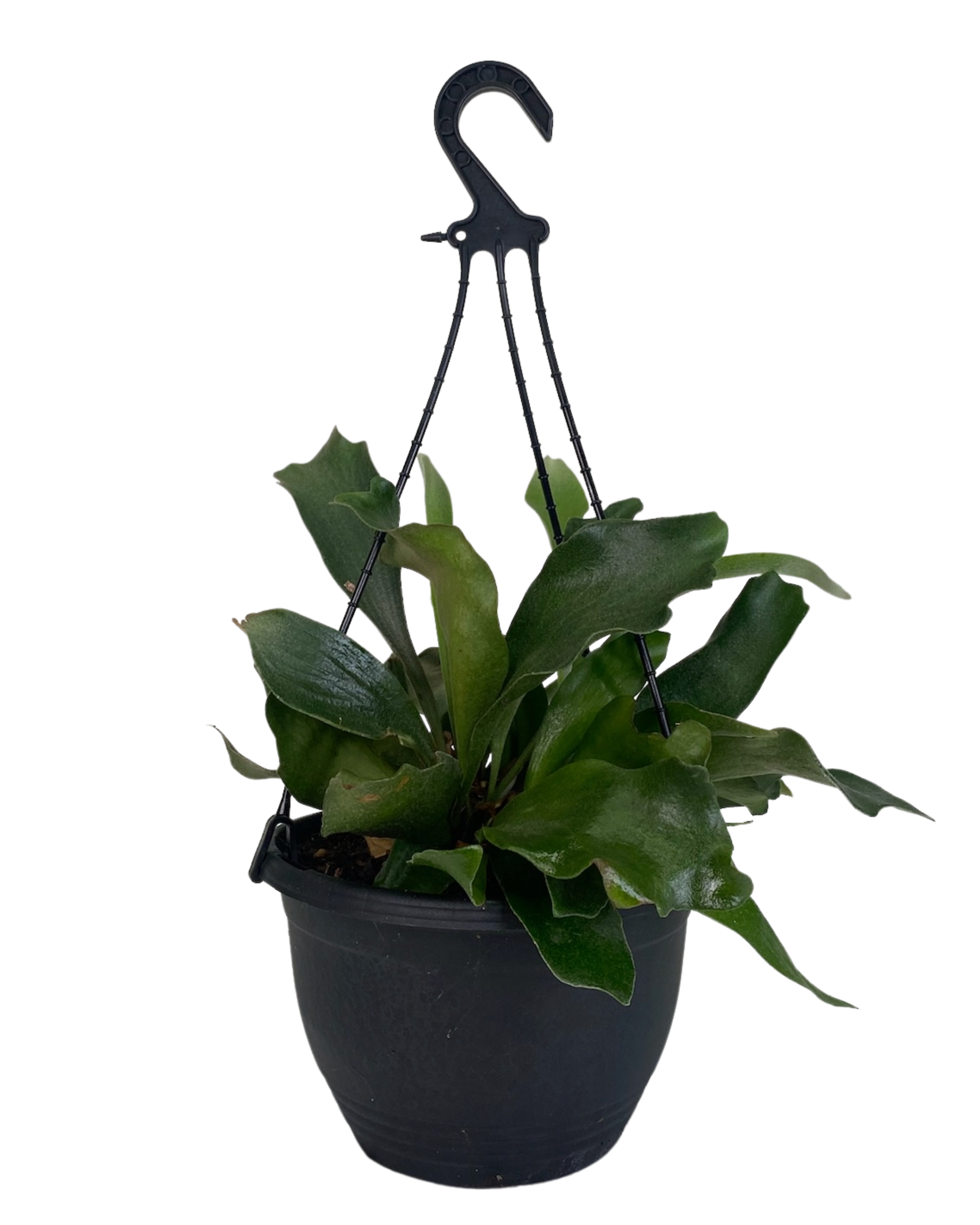 Elkhorn Fern - Platycerium Bifurcatum Hanging Basket