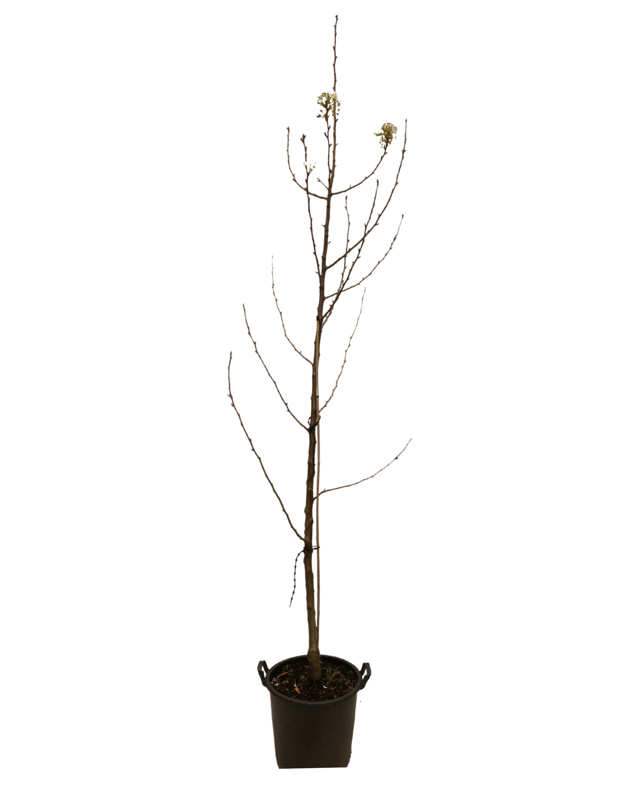Ornamental Pear - Pyrus Calleryana Aristocrat