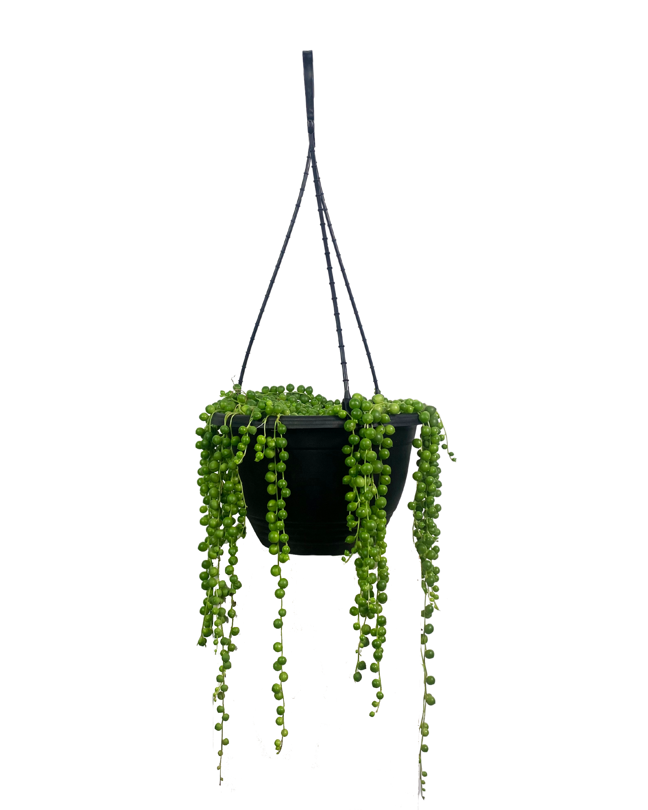 String Of Pearls - Senecio Rowleyanus Hanging Basket