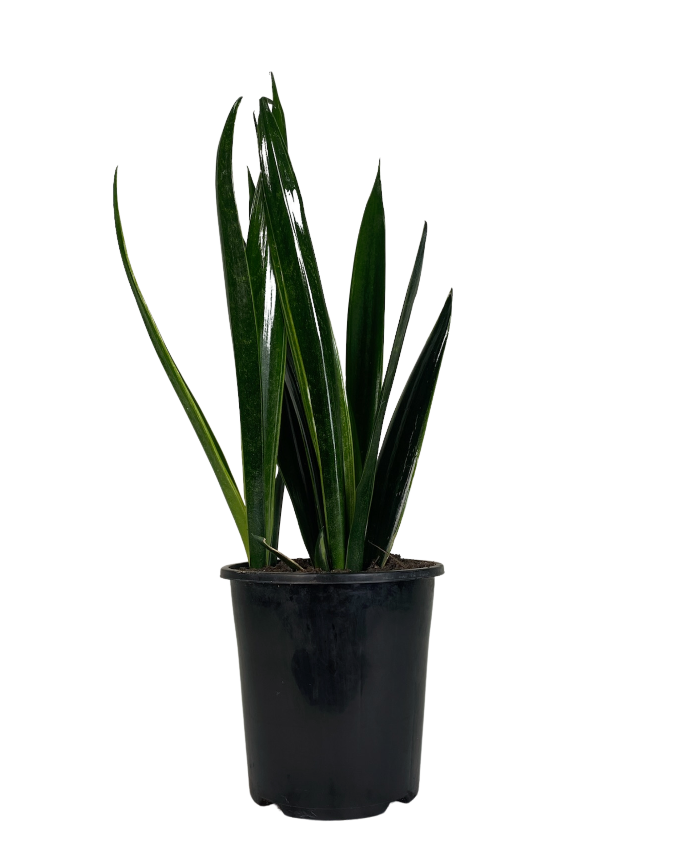 Mother In Laws Tongue - Sansevieria Black Sword
