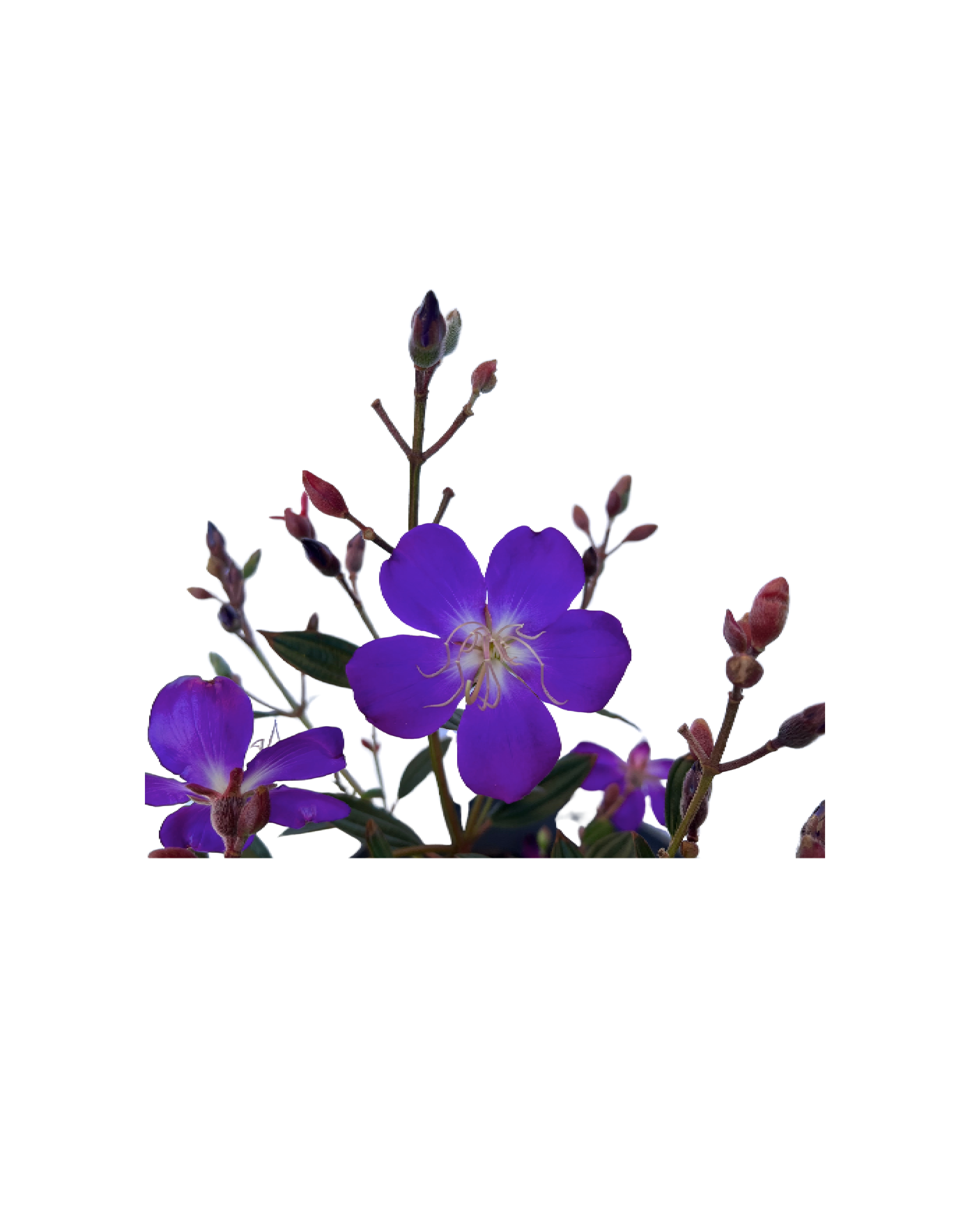 Glory Bush - Tibouchina Carol Lynne