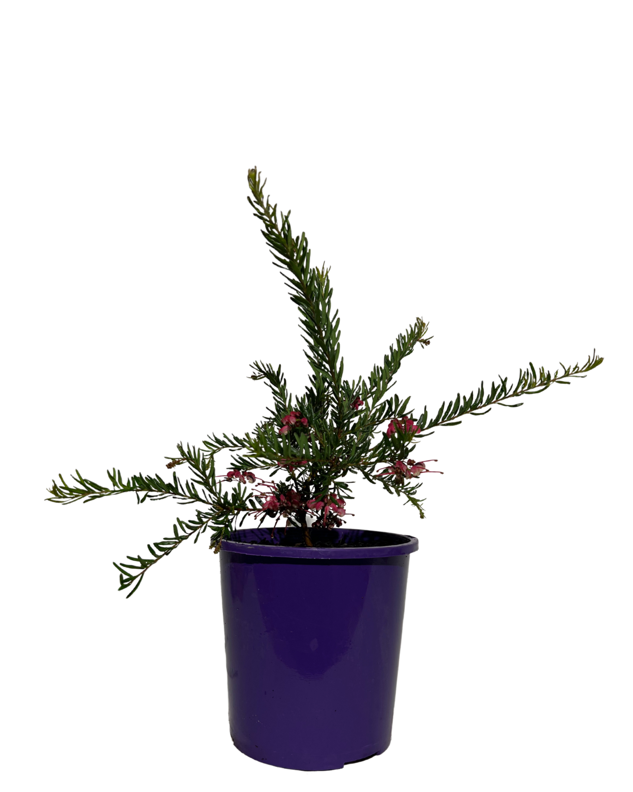Grevillea Tuckertime Fruit Box