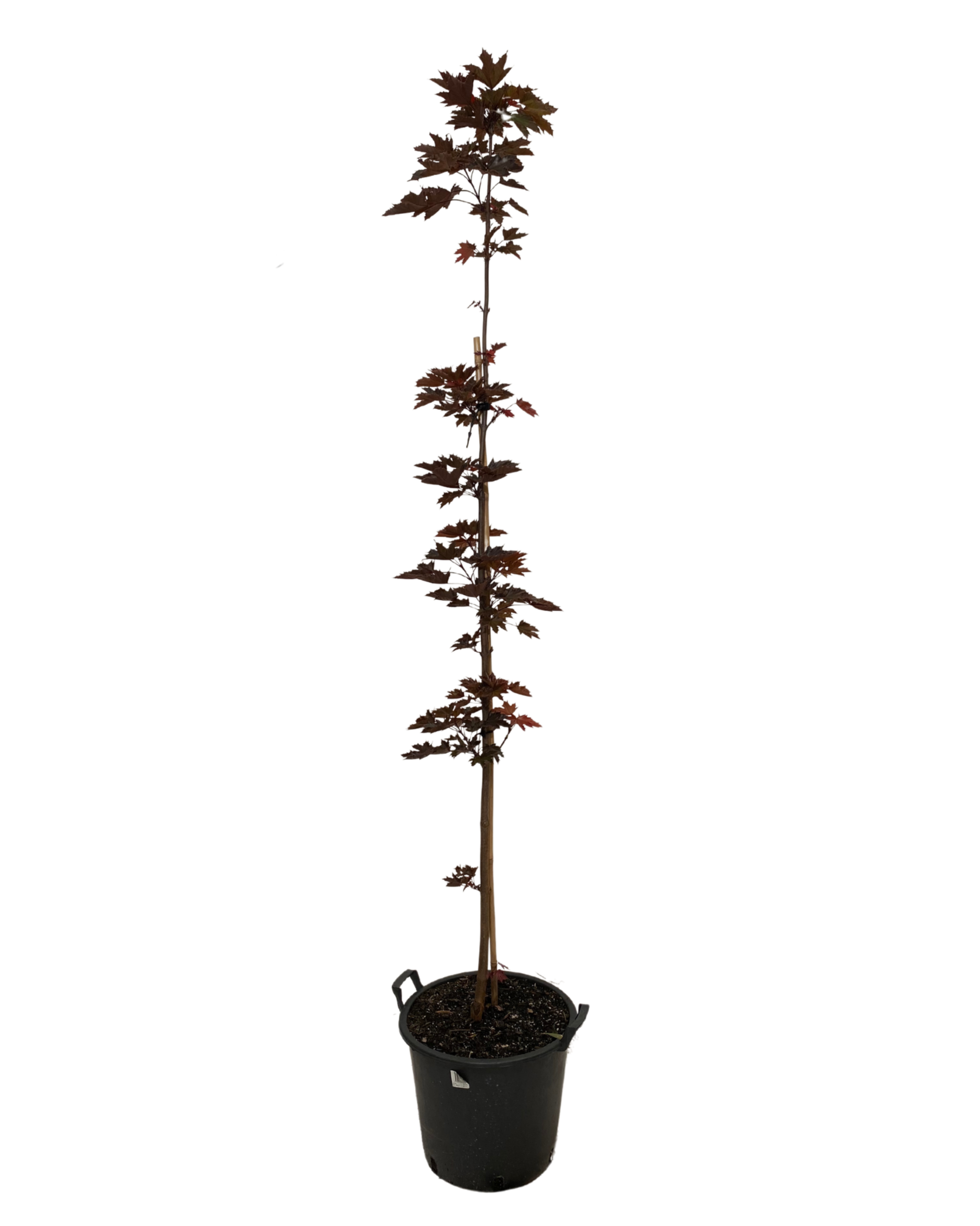 Acer Platanoides Crimson Sentry Maple