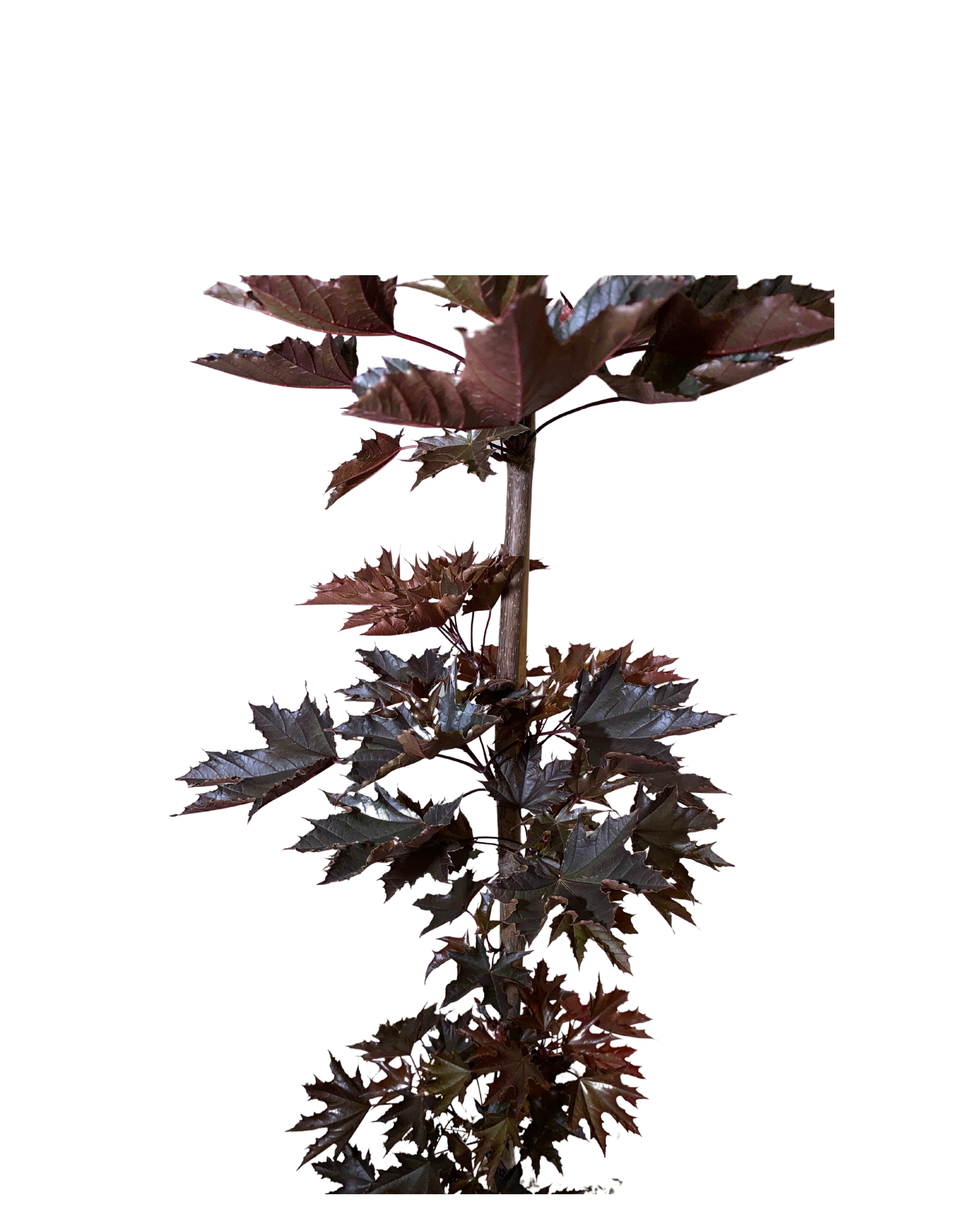 Acer Platanoides Crimson Sentry Maple