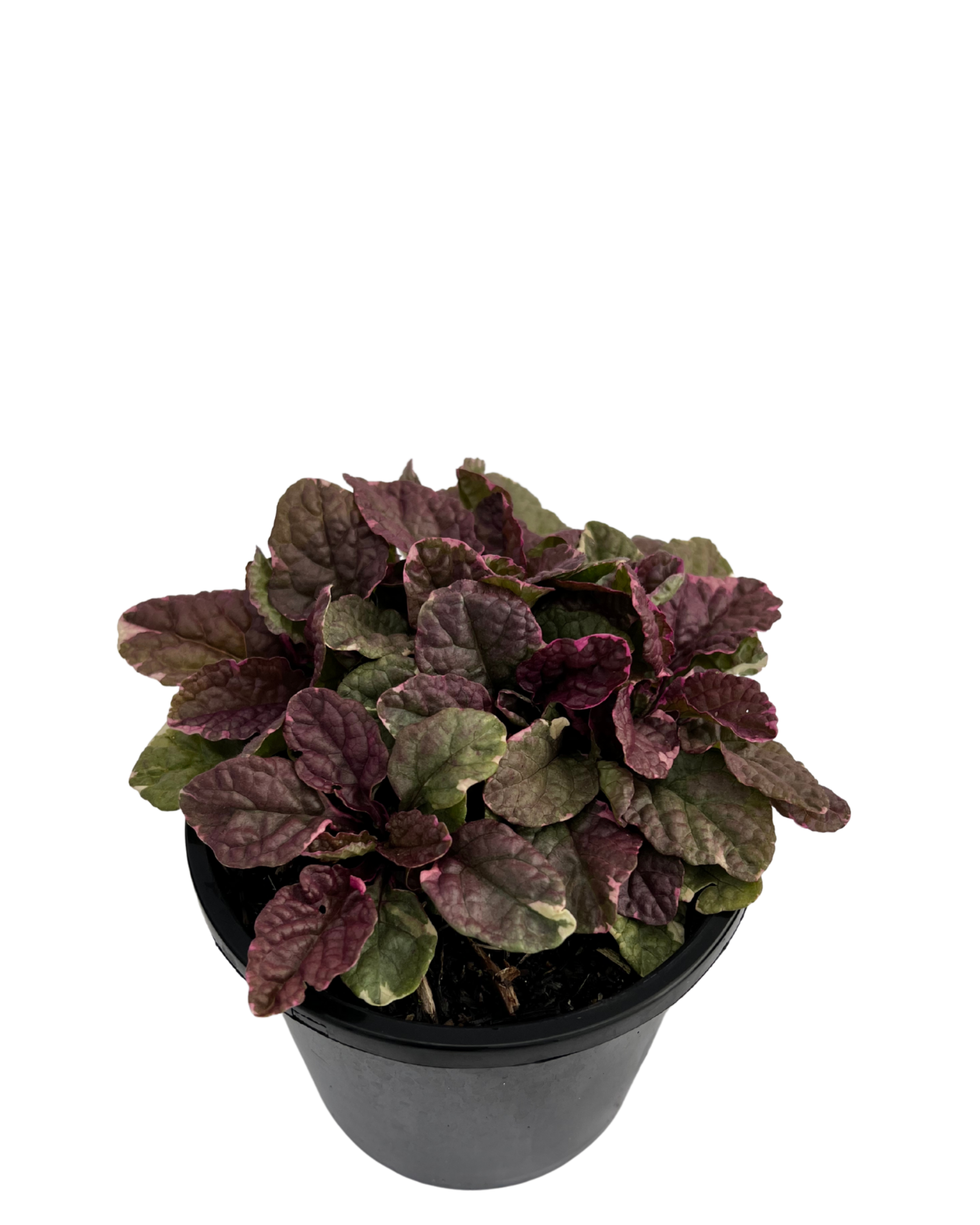 Ajuga Burgundy Lace