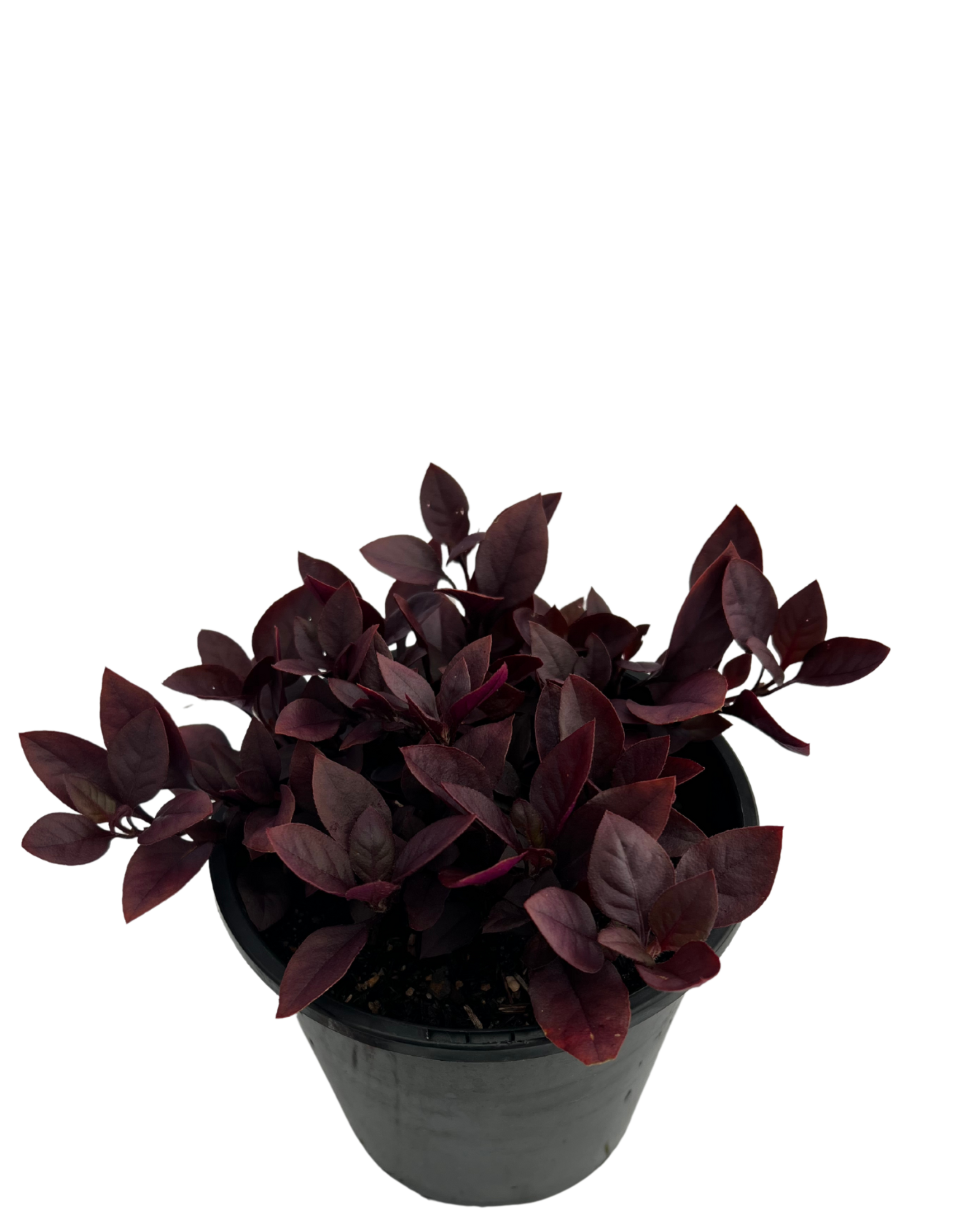 Alternanthera Little Ruby