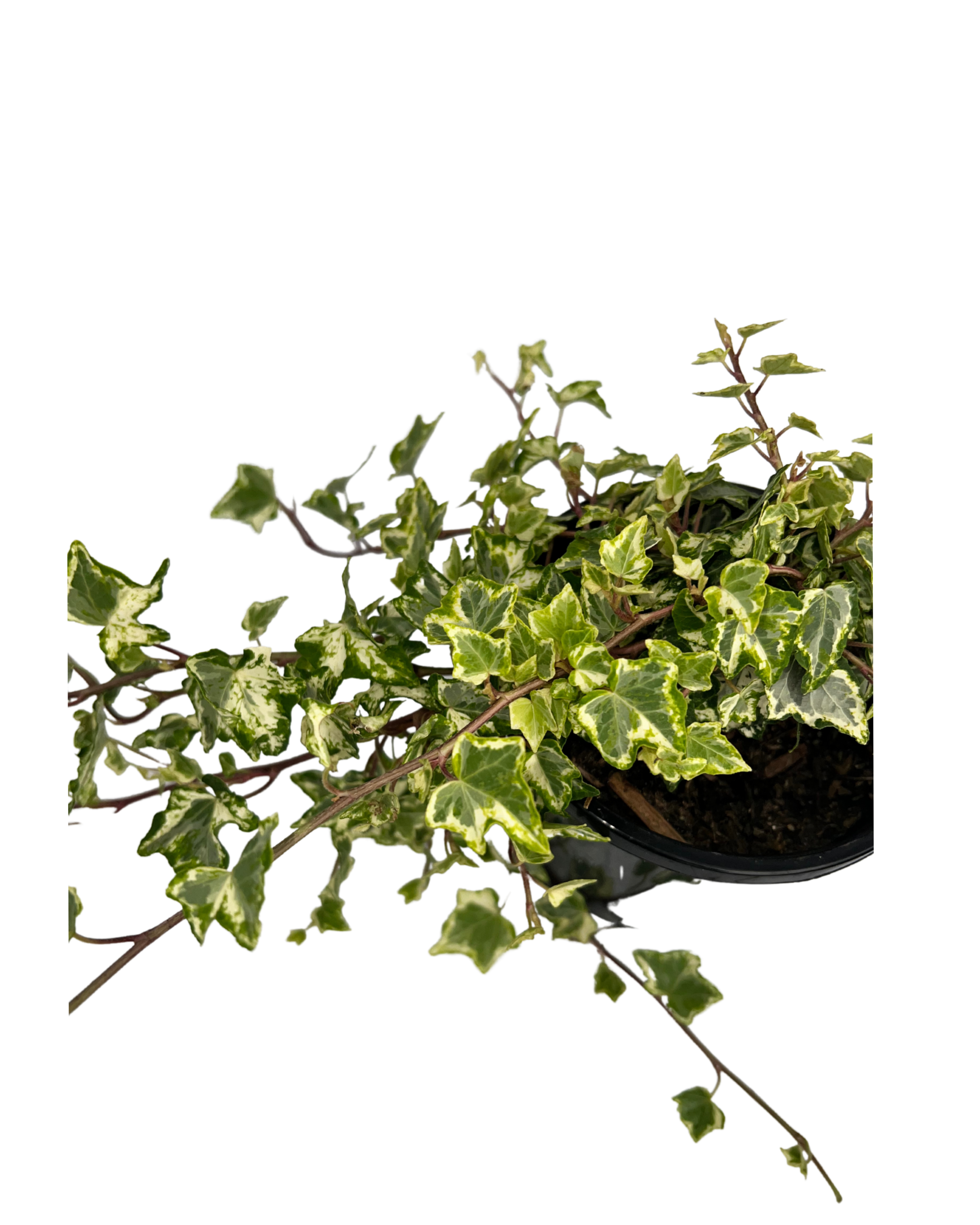Camouflage Ivy - Hedera Camouflage