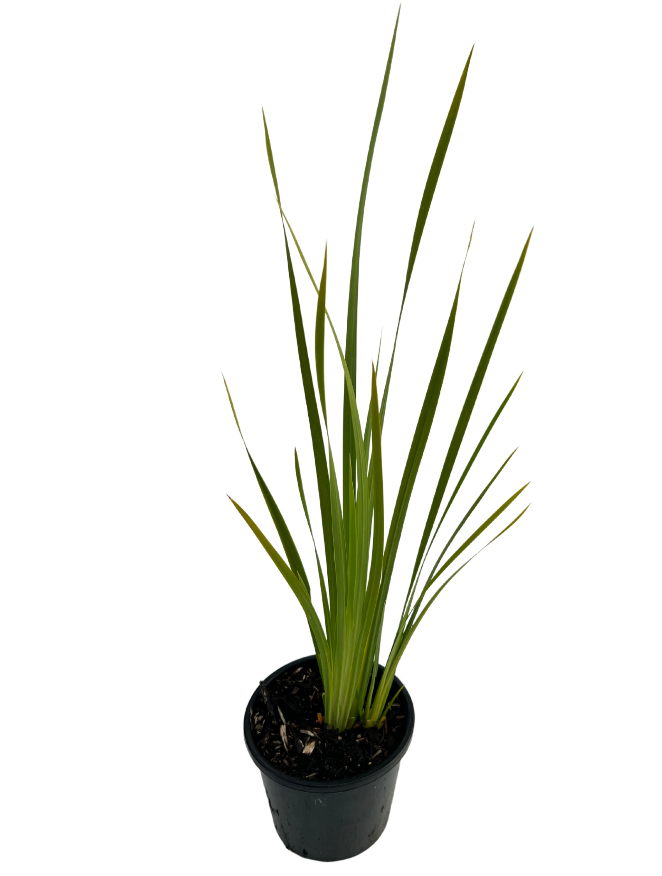 Dietes Iridoides