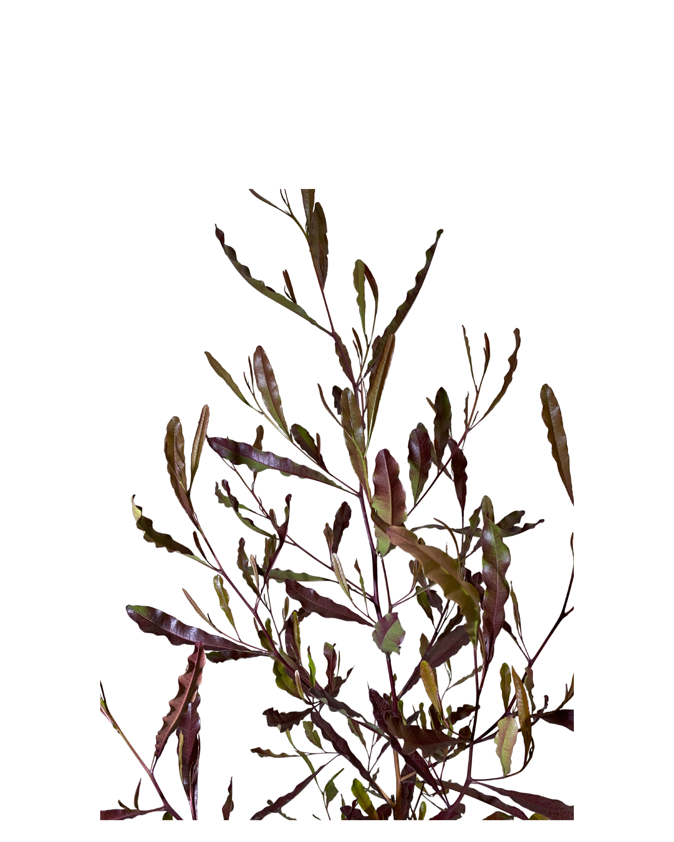 Purple Hop Bush - Dodonaea Viscosa Purpurea