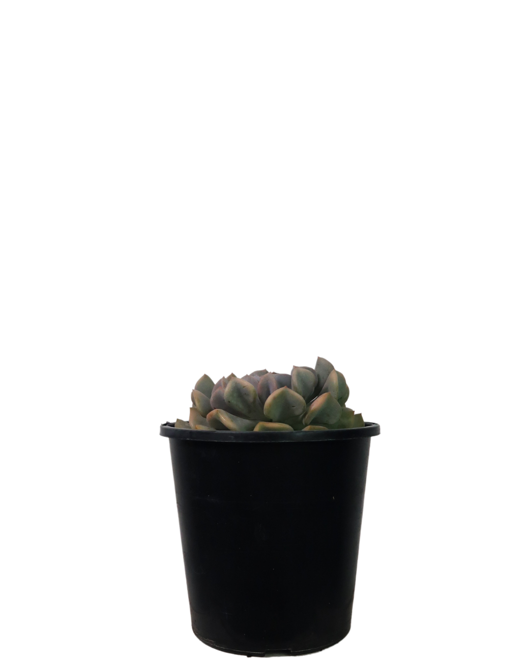 Echeveria Cubic Frost