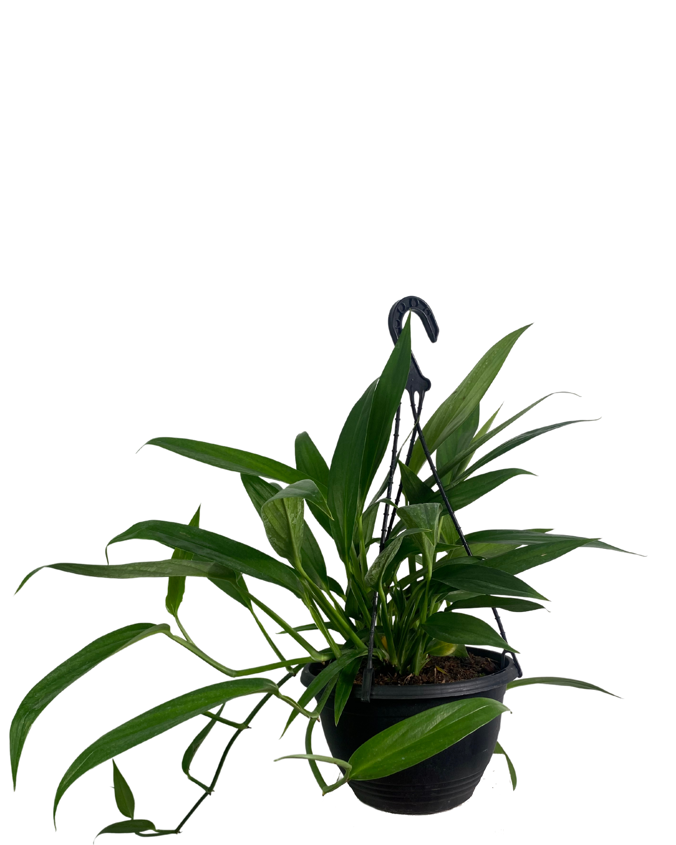 Epipremnum Amplissimum Hanging Basket