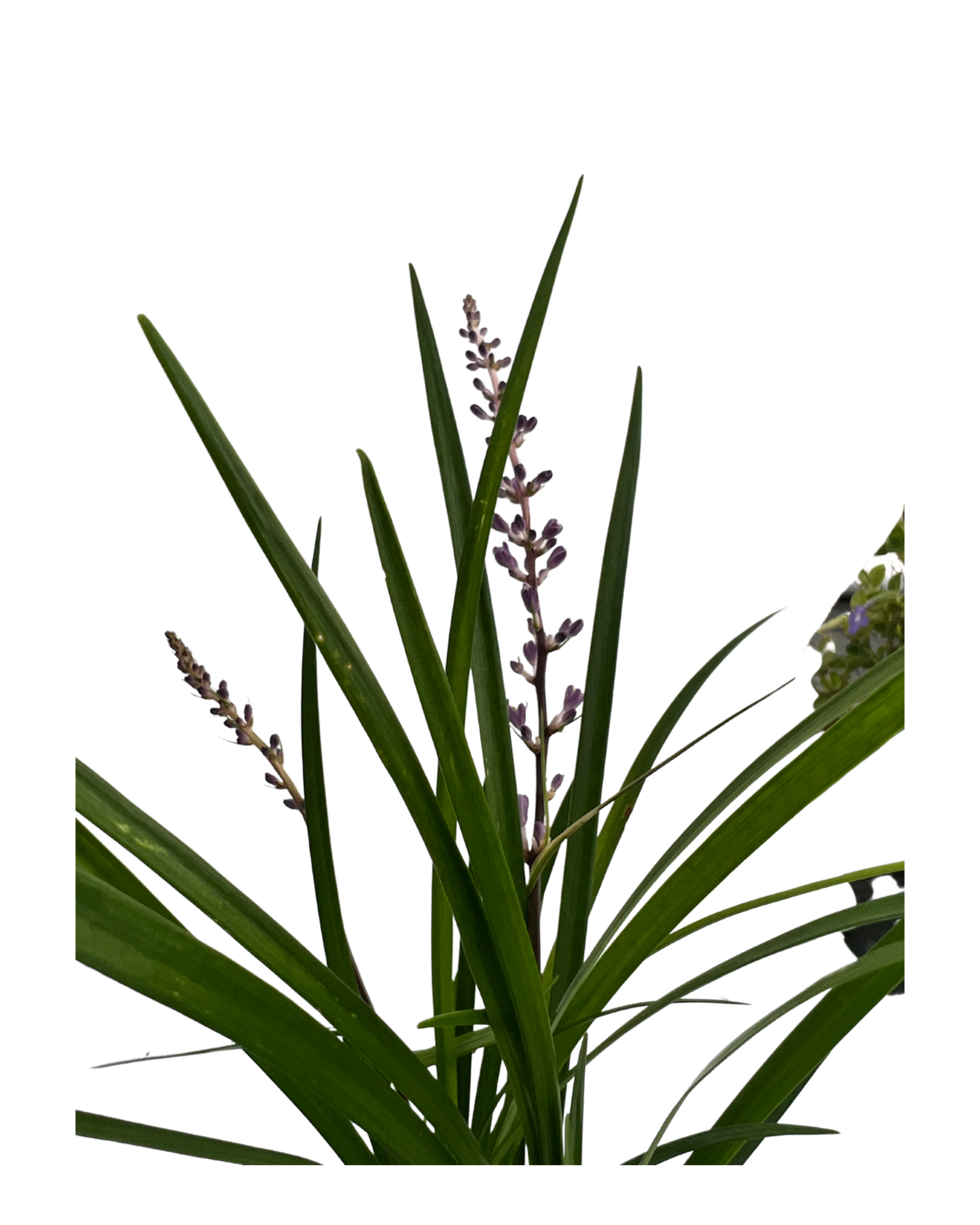 Liriope Just Right