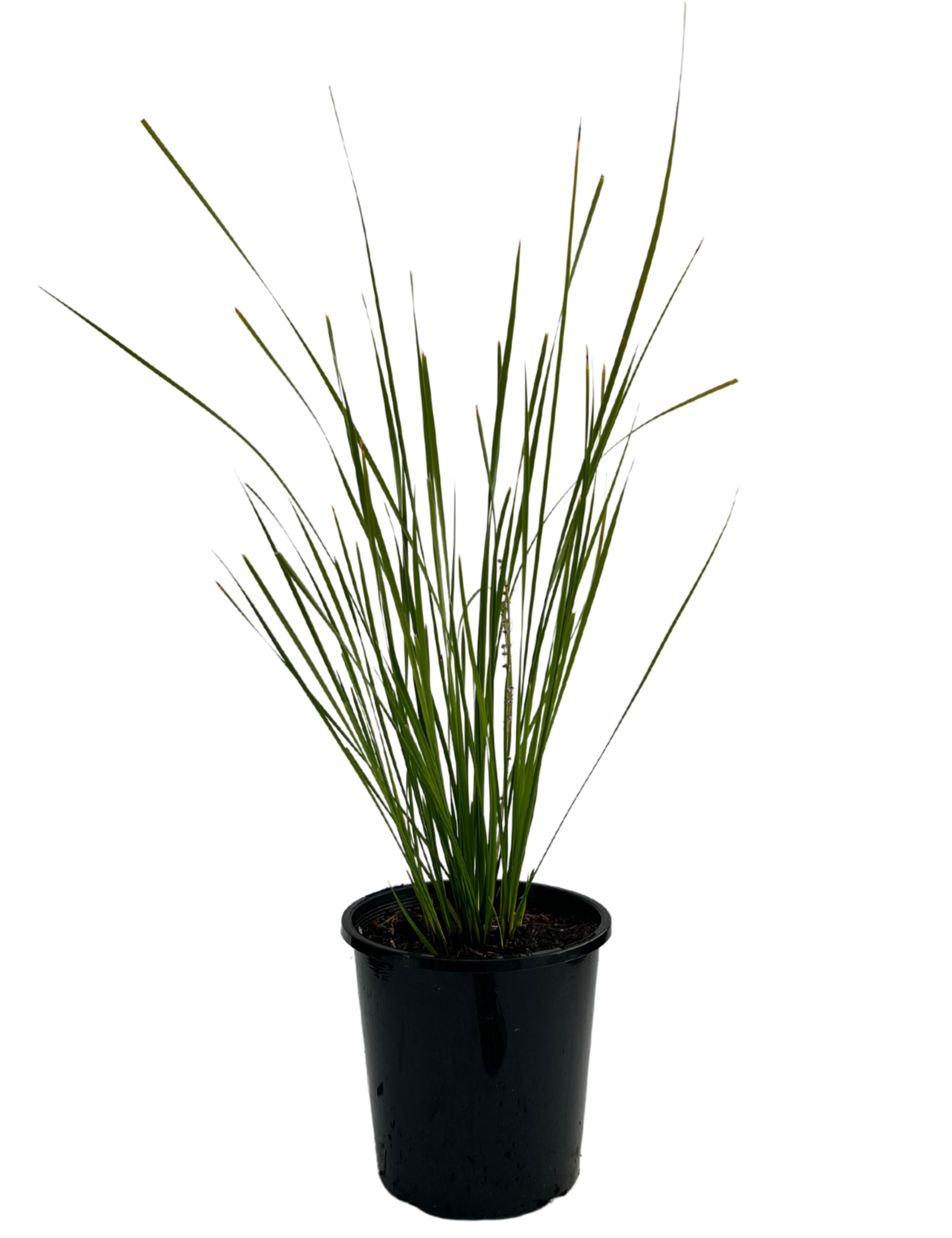 Lomandra Verday