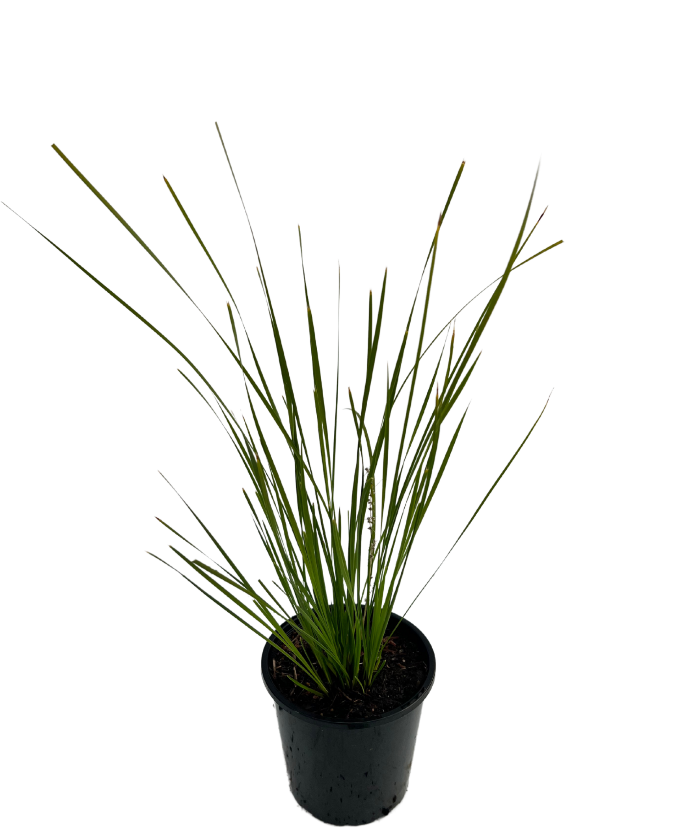 Lomandra Verday