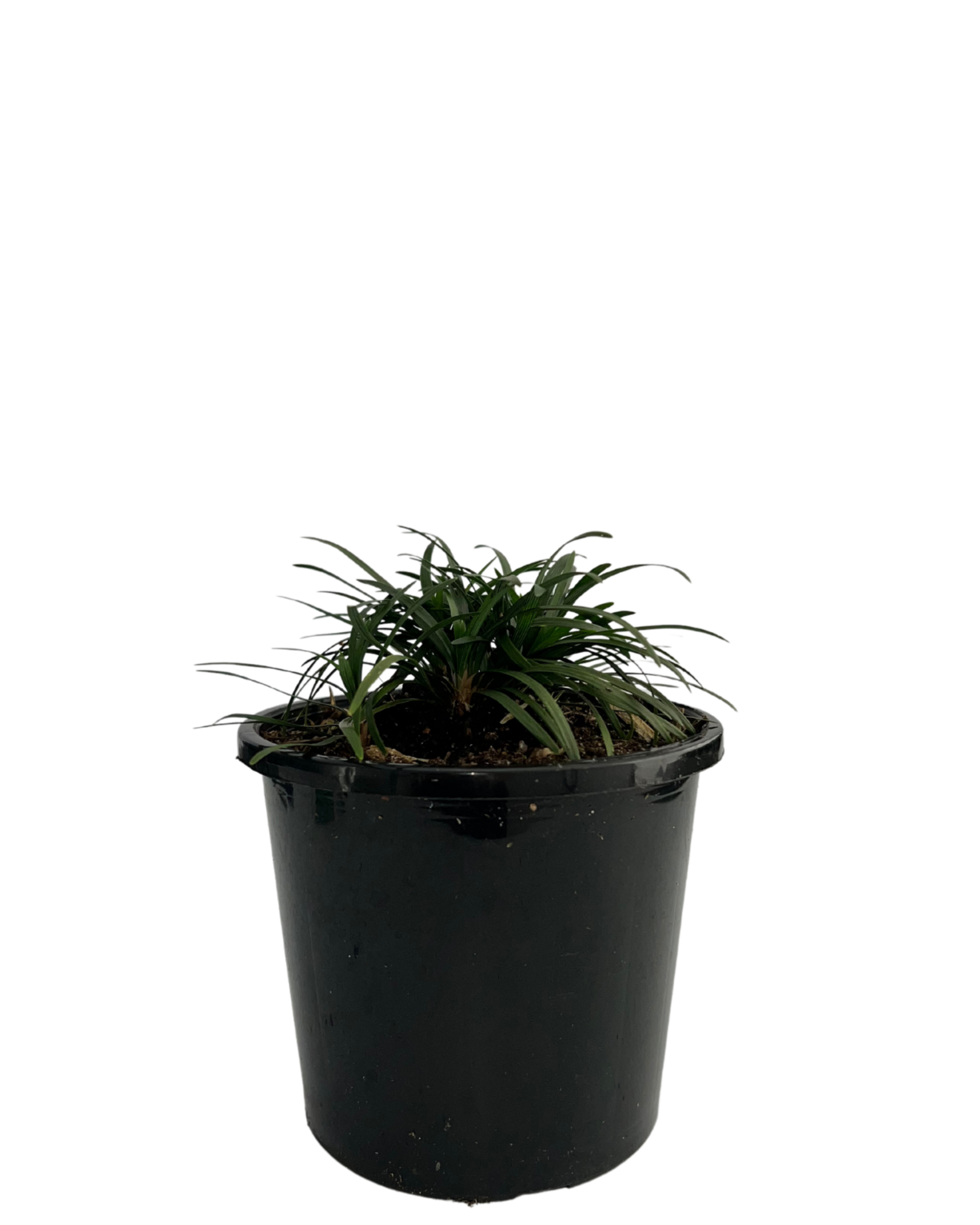 Mondo Grass - Ophiopogon Japonicus Dwarf