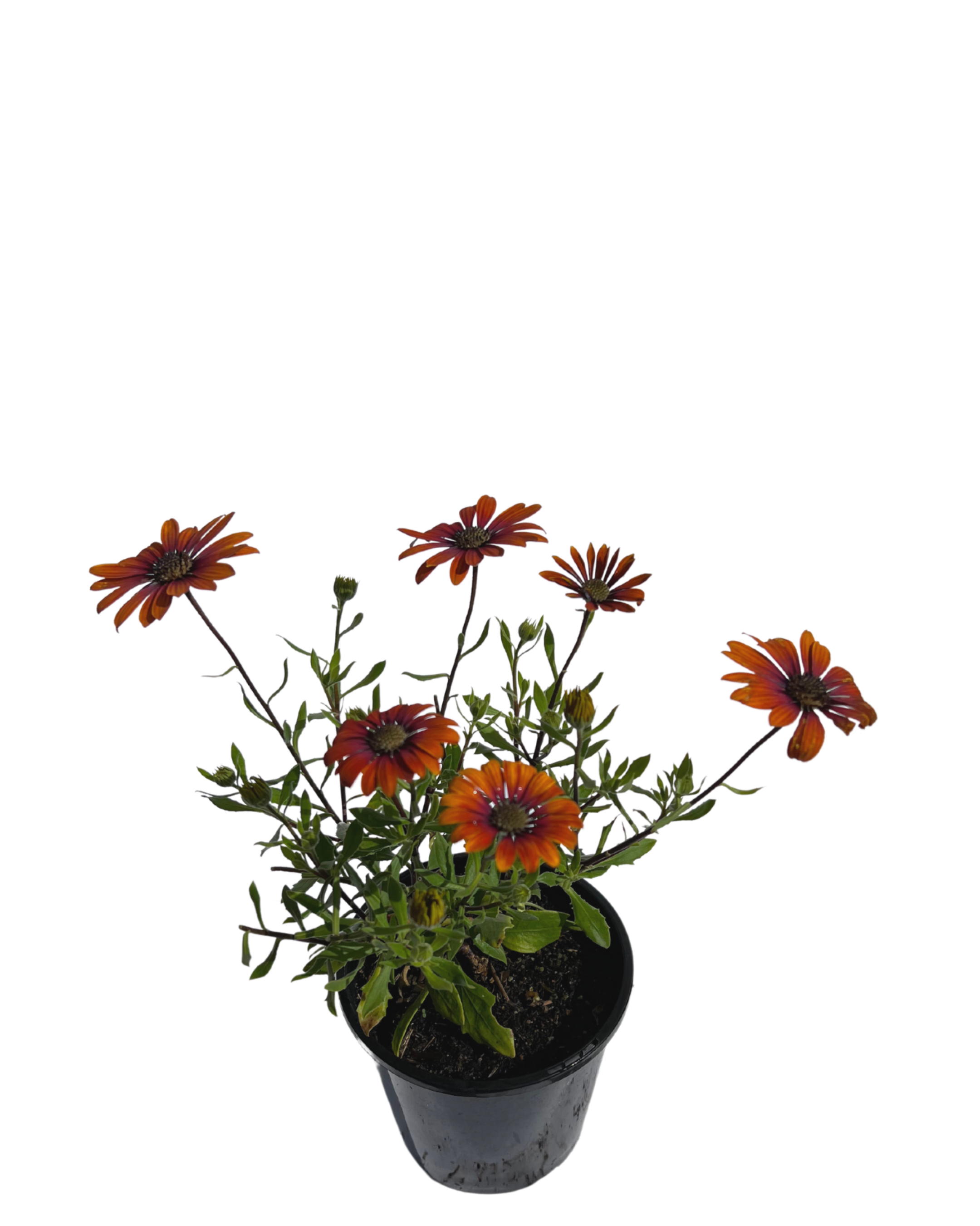 Osteospermum Purple Sun
