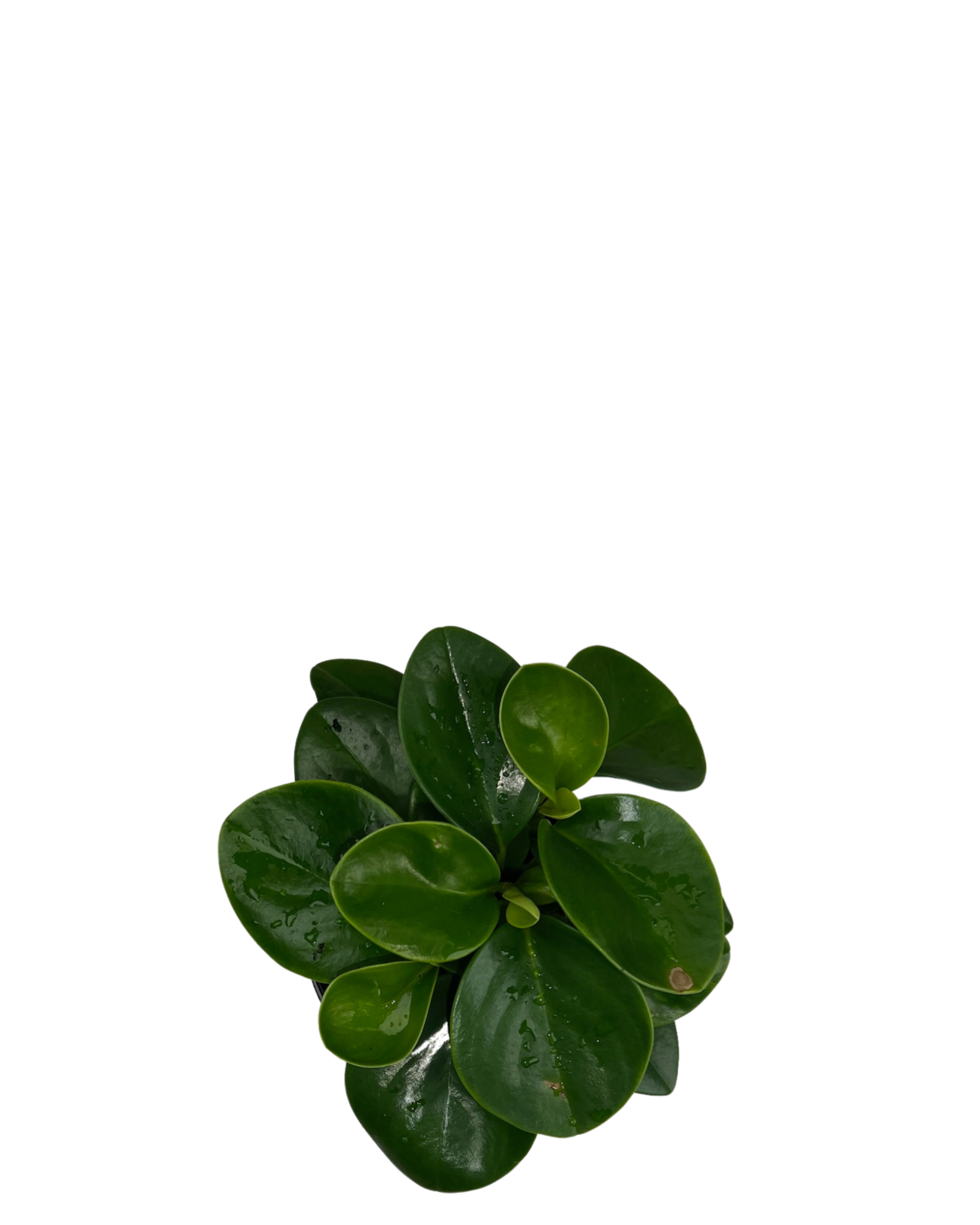 Peperomia Obtusifolia