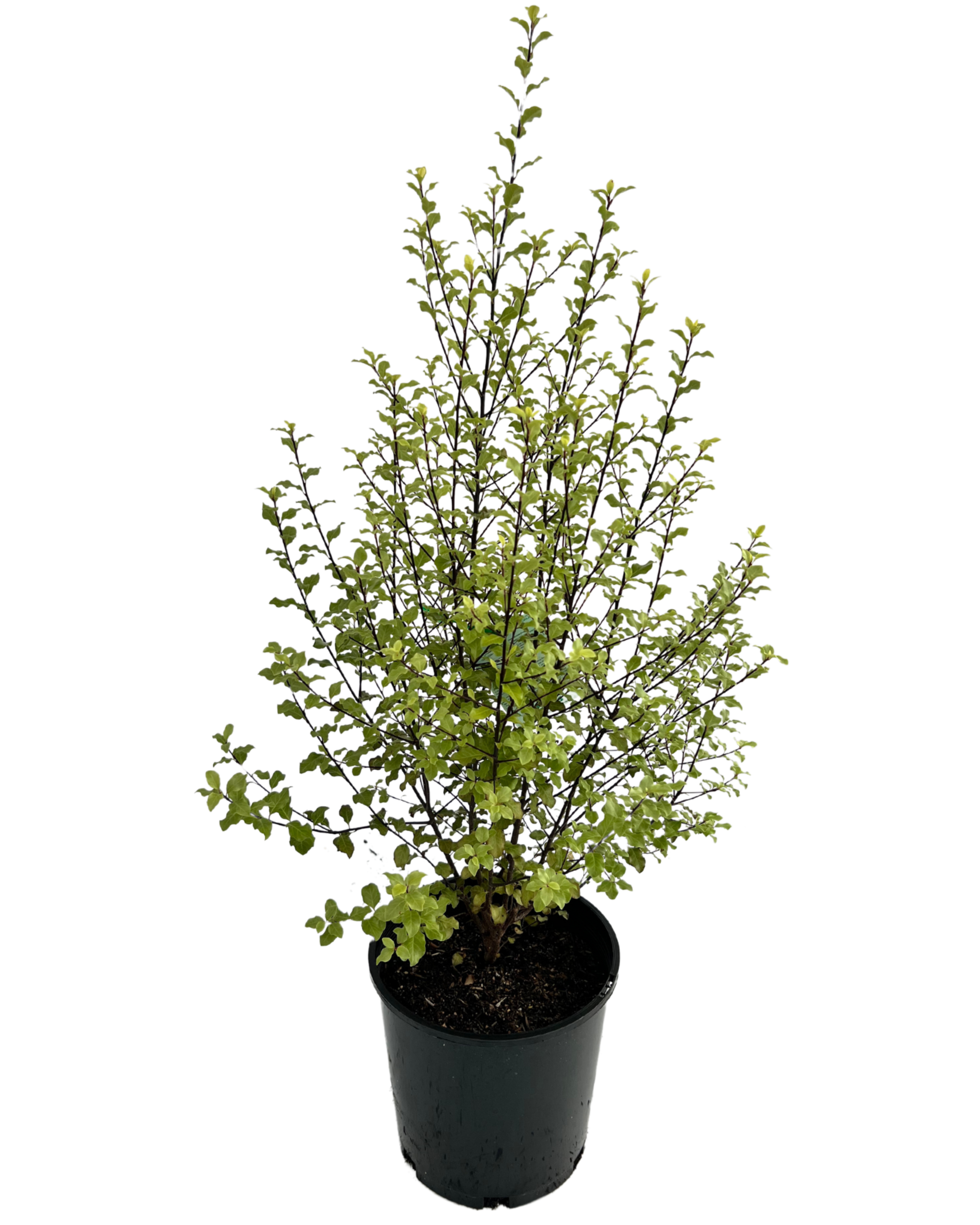 Pittosporum Screen Between