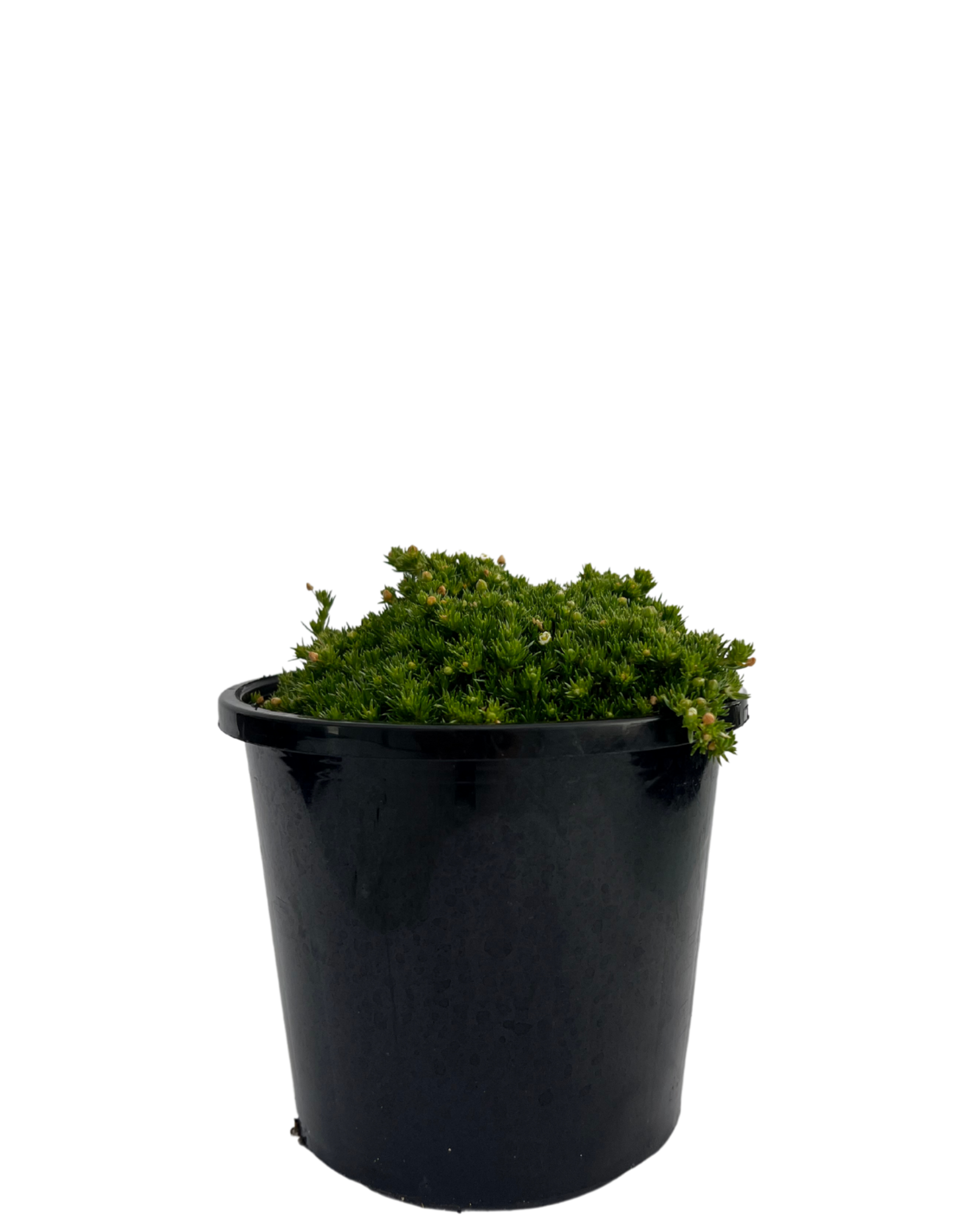 Pearlwort Irish Moss Sagina Subulata Green