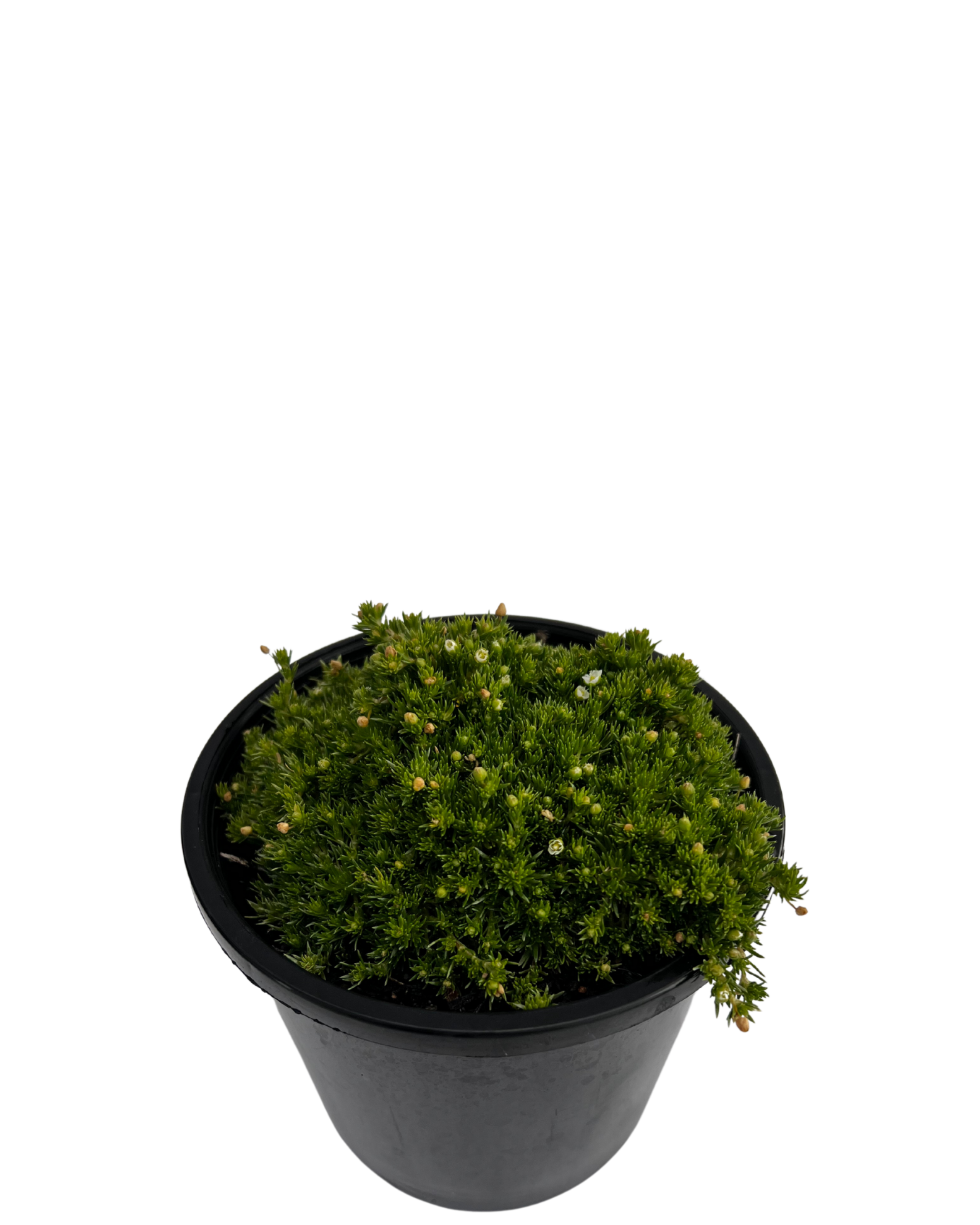 Pearlwort Irish Moss - Sagina Subulata Green