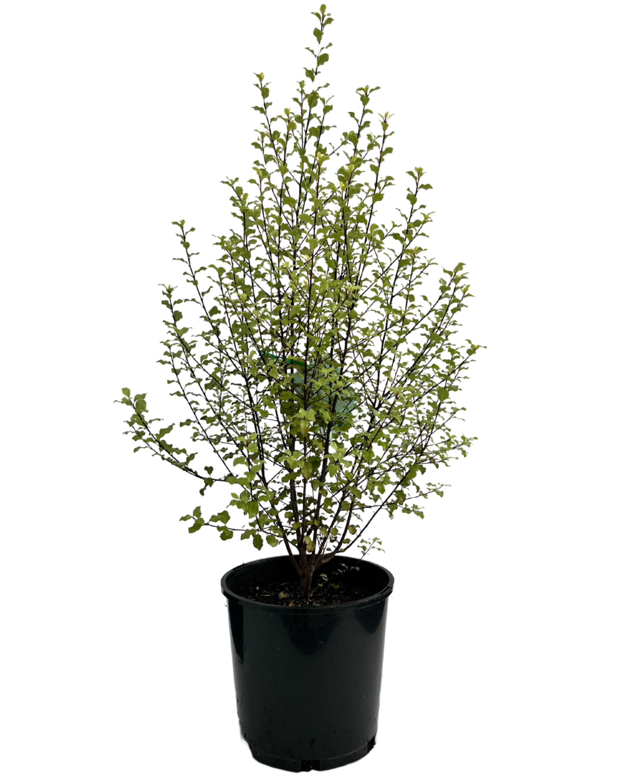 Pittosporum Screen Between