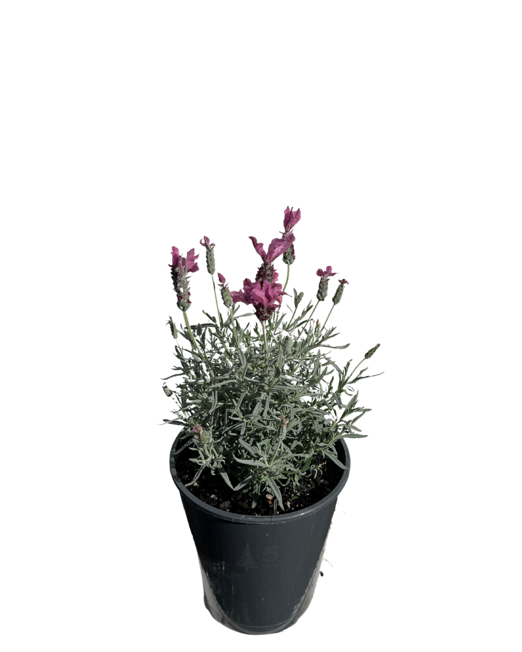 Lavender - Lavandula Silver Princess