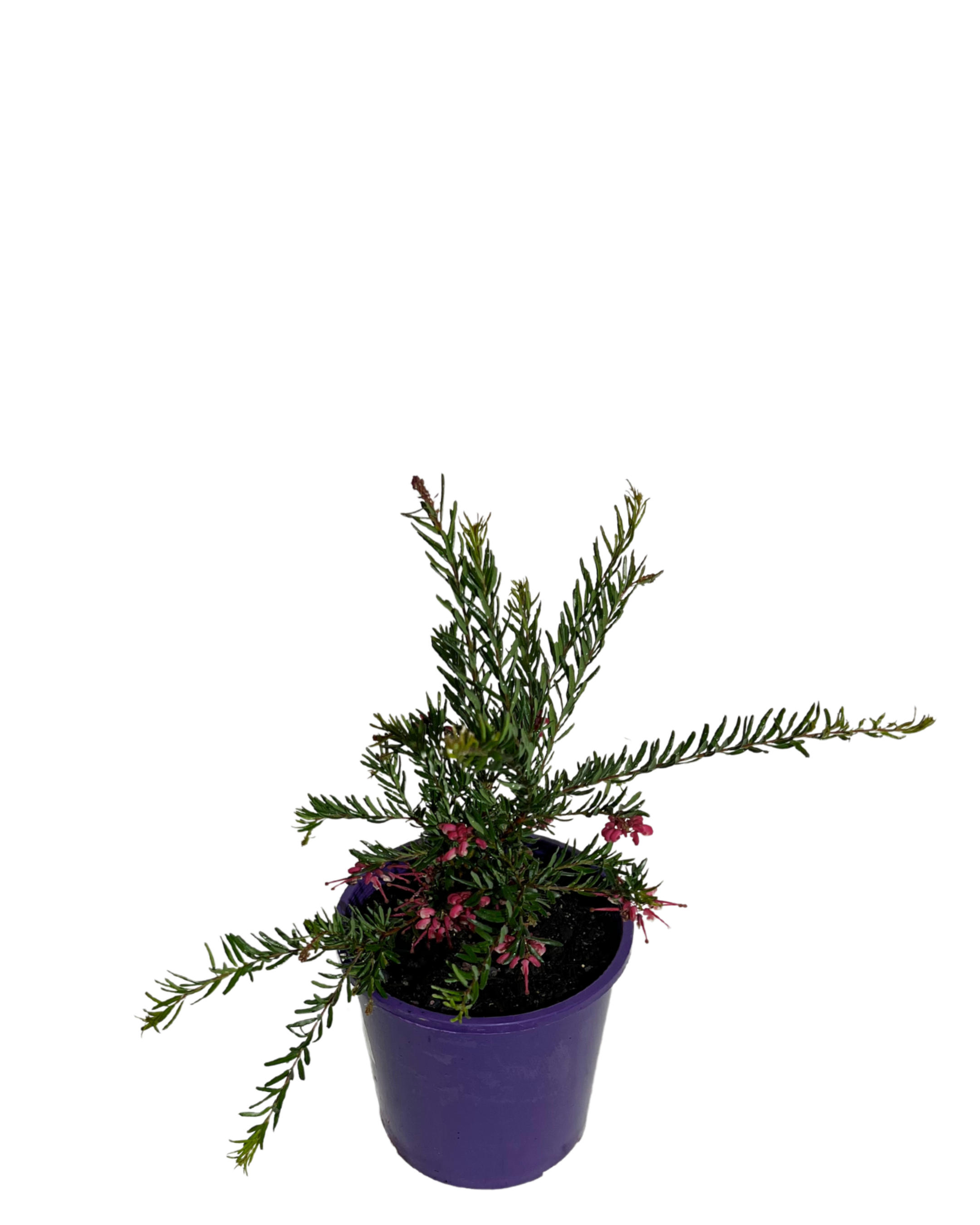 Grevillea Tuckertime Fruit Box