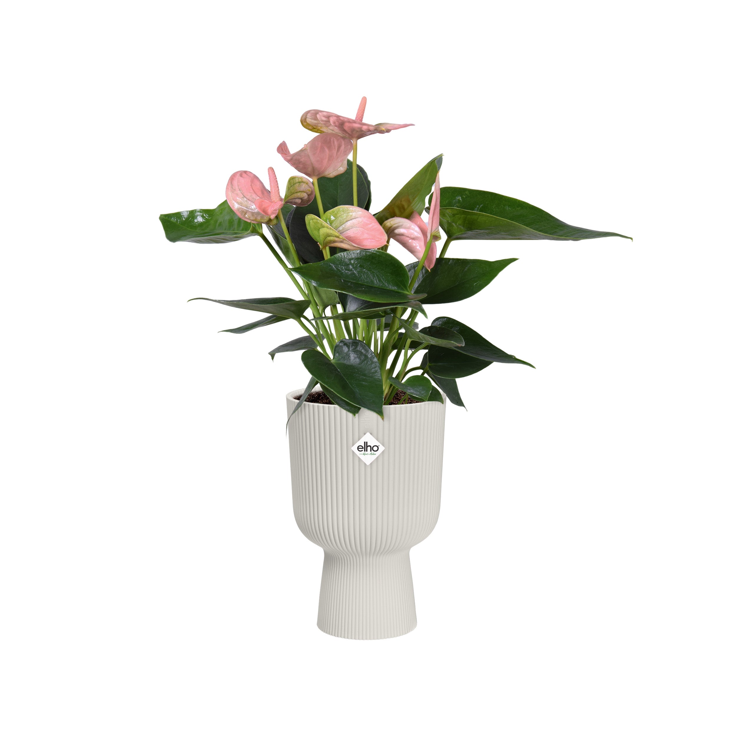 Vibes Fold Coupe
