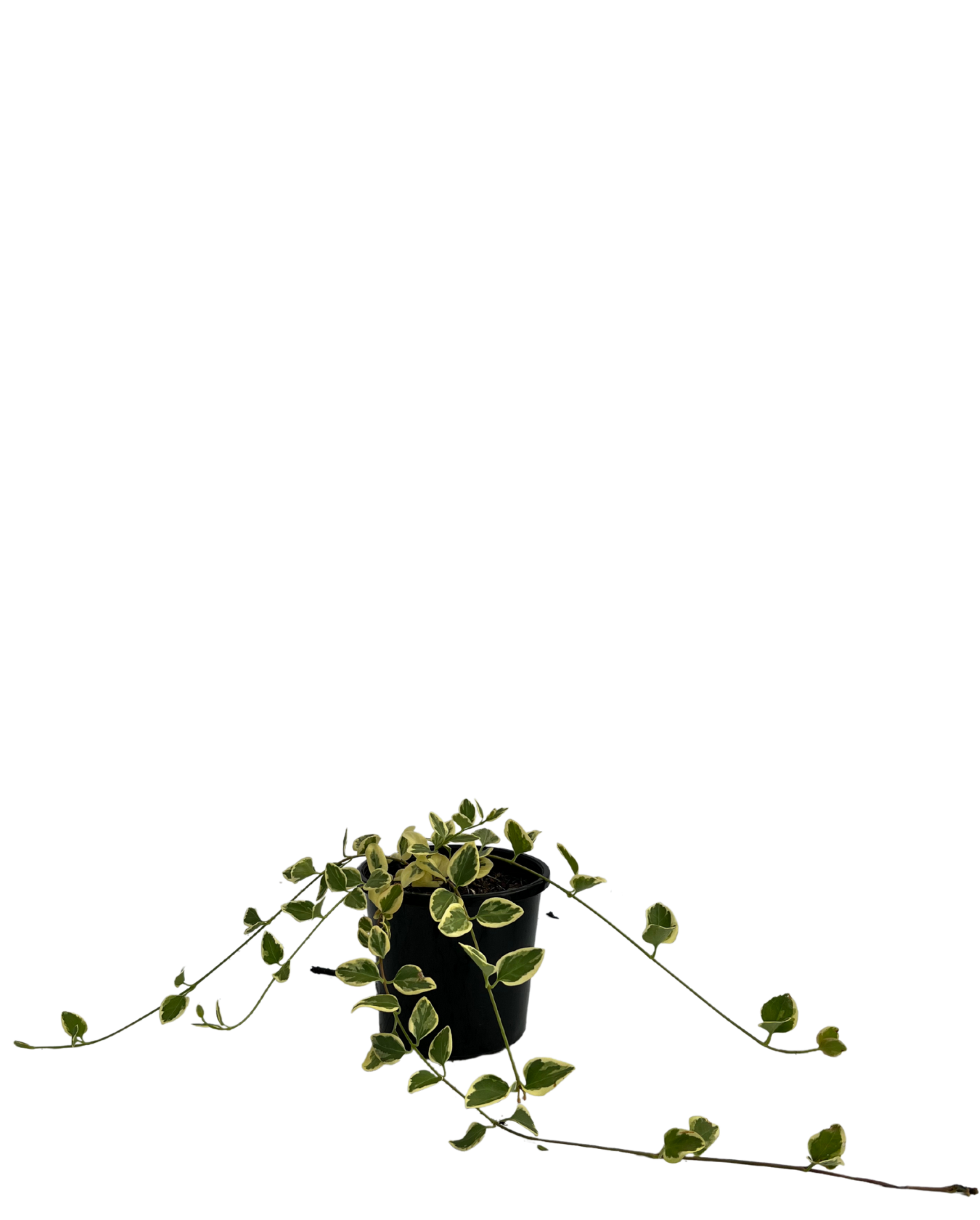 Vinca Periwinkle Vinca Major Variegated