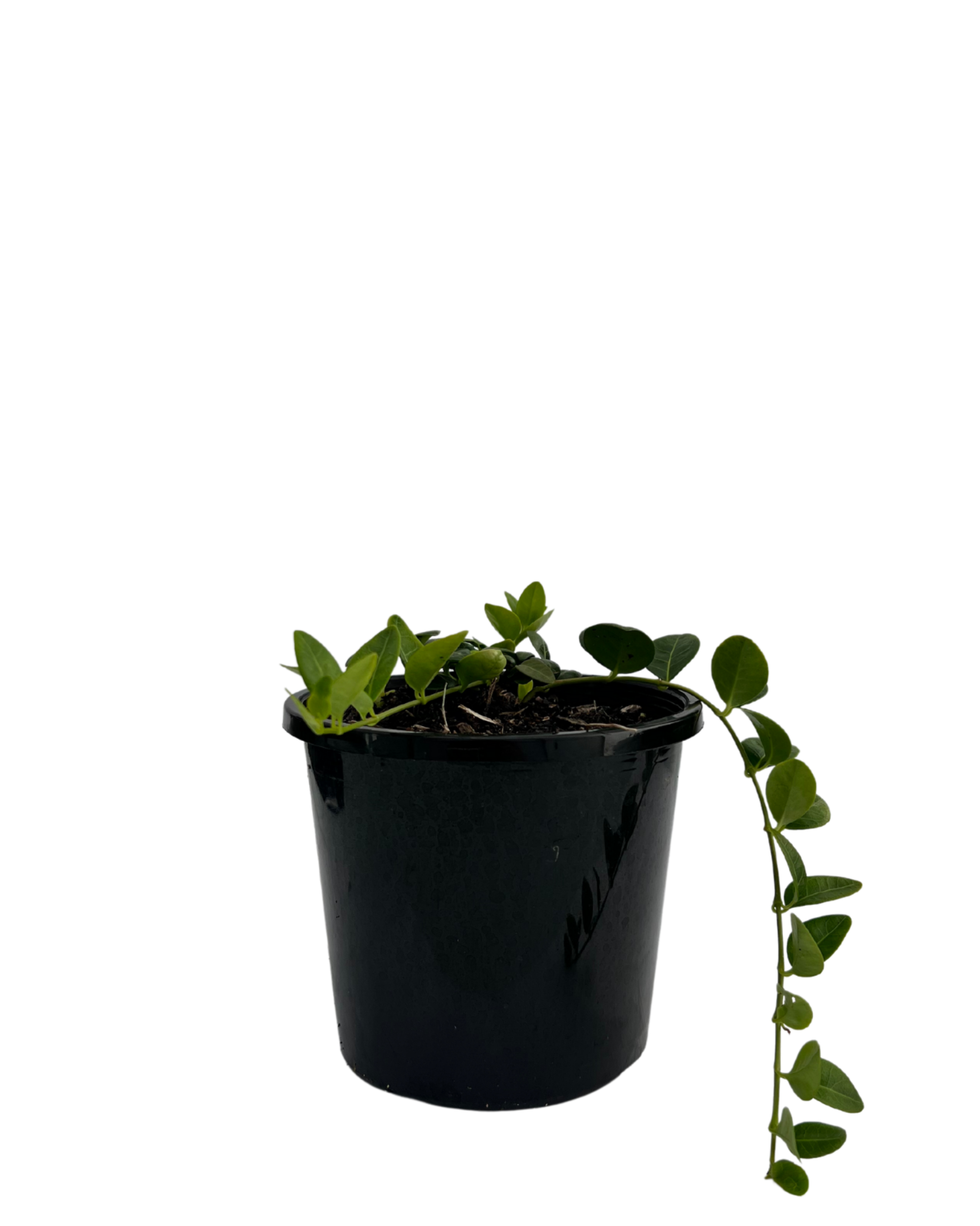 Vinca Minor Blue