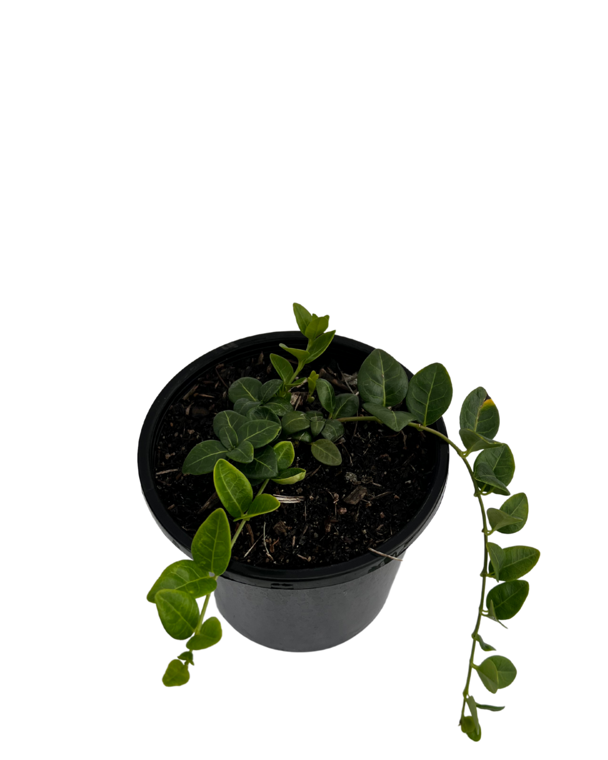 Vinca Minor Blue