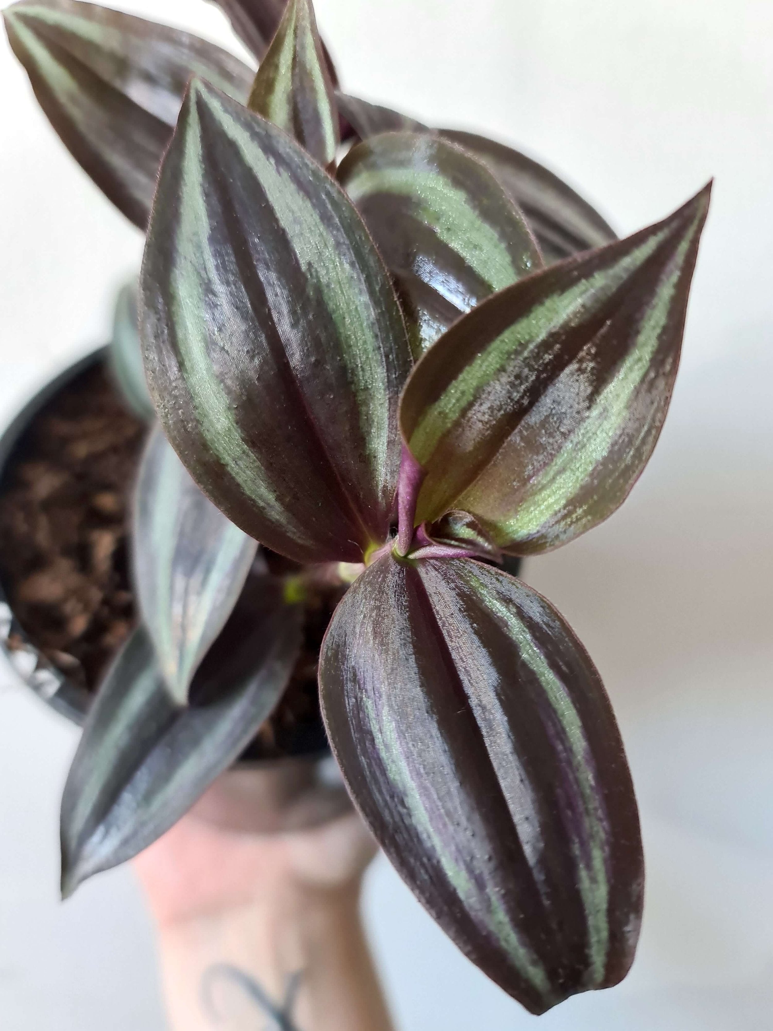 Tradescantia Care 101