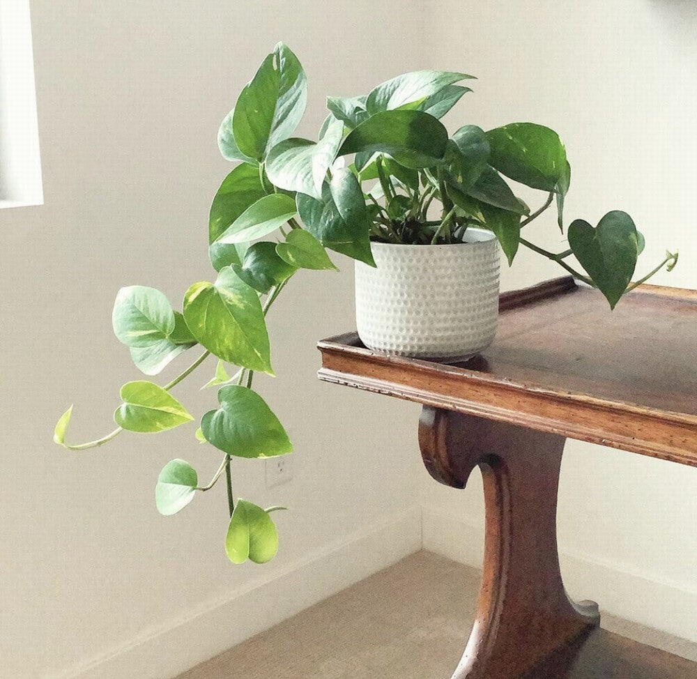 Pothos / Devils Ivy Care 101