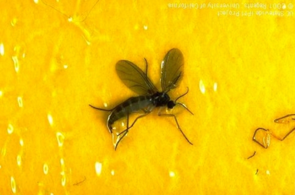 How to Treat Fungus Gnats 101