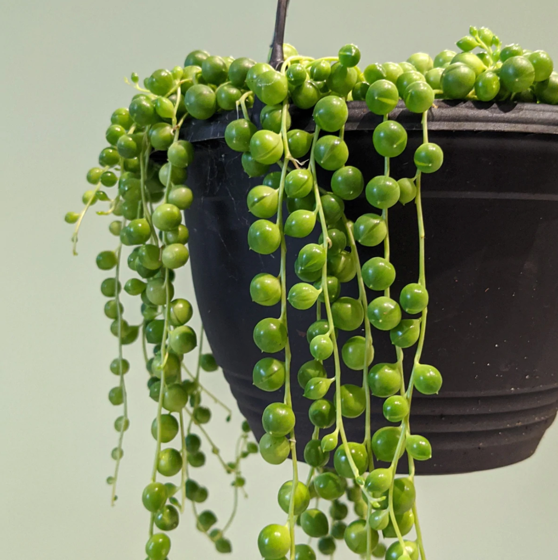 String of Pearls Care 101