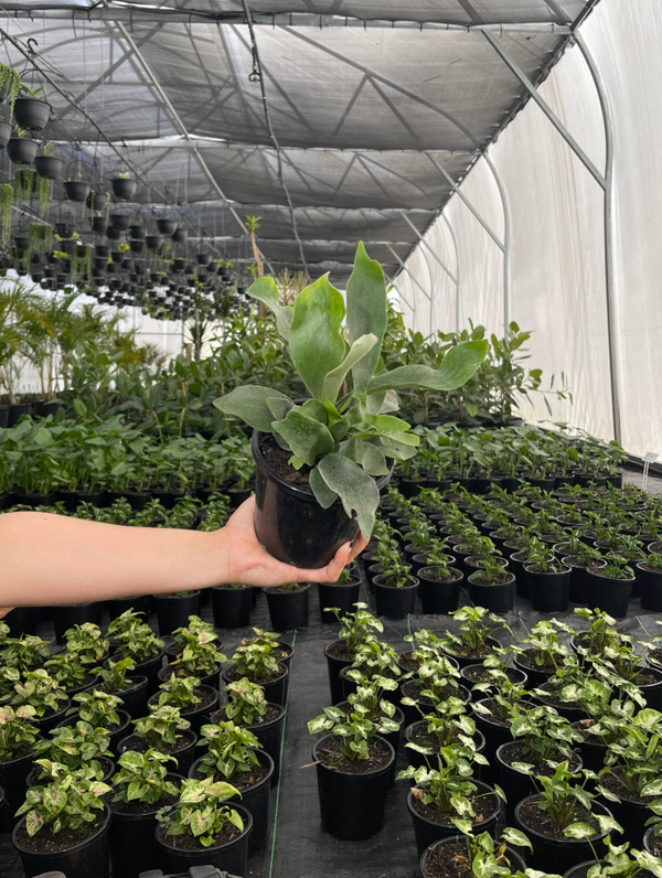 Elkhorn / Staghorn Care 101