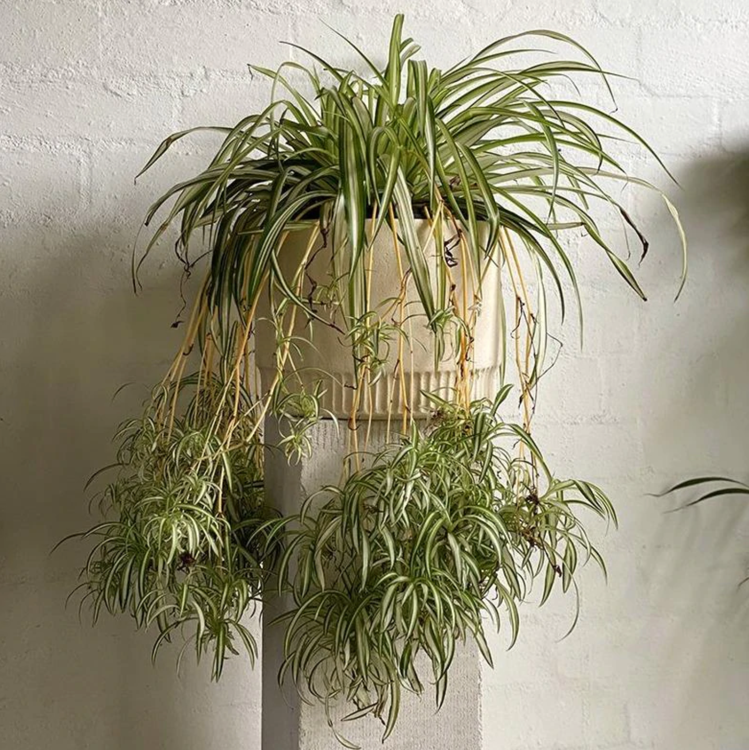 Spider Plant Care 101