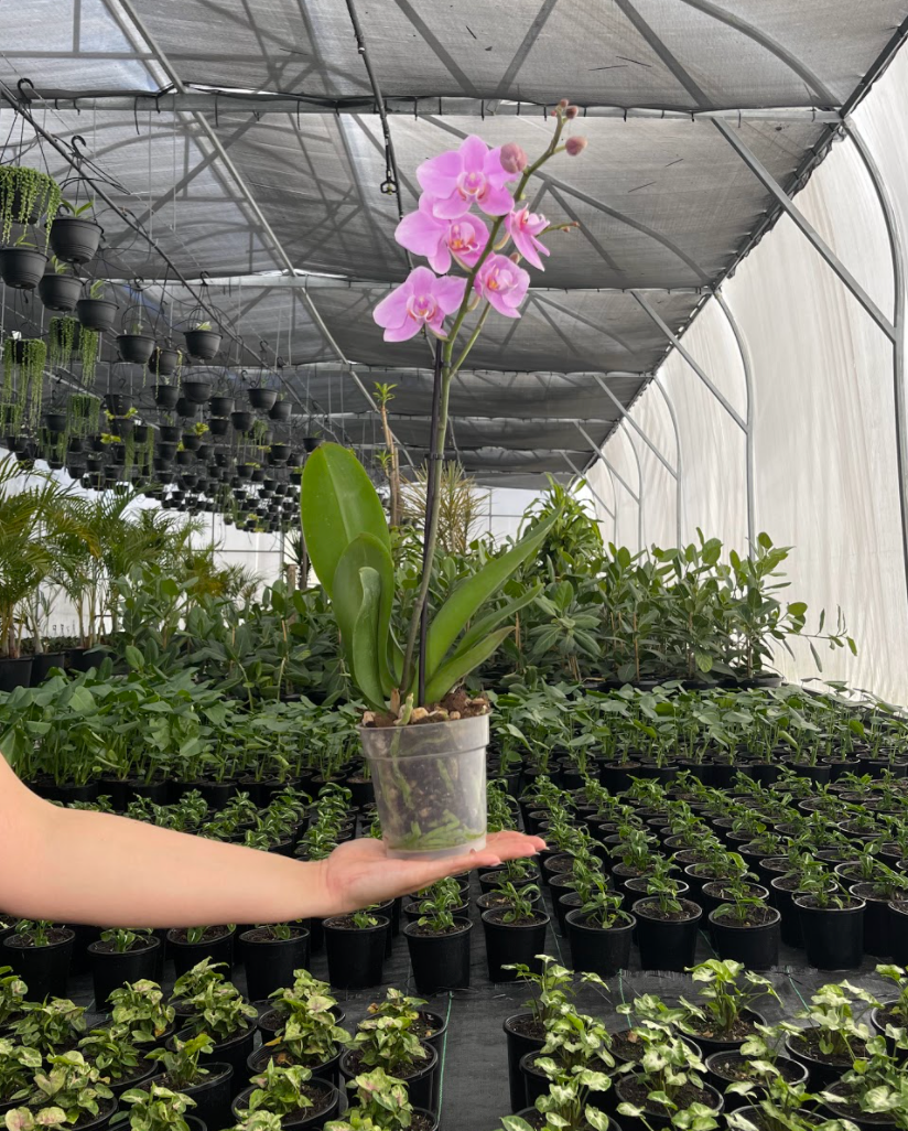 Phalaenopsis Care 101