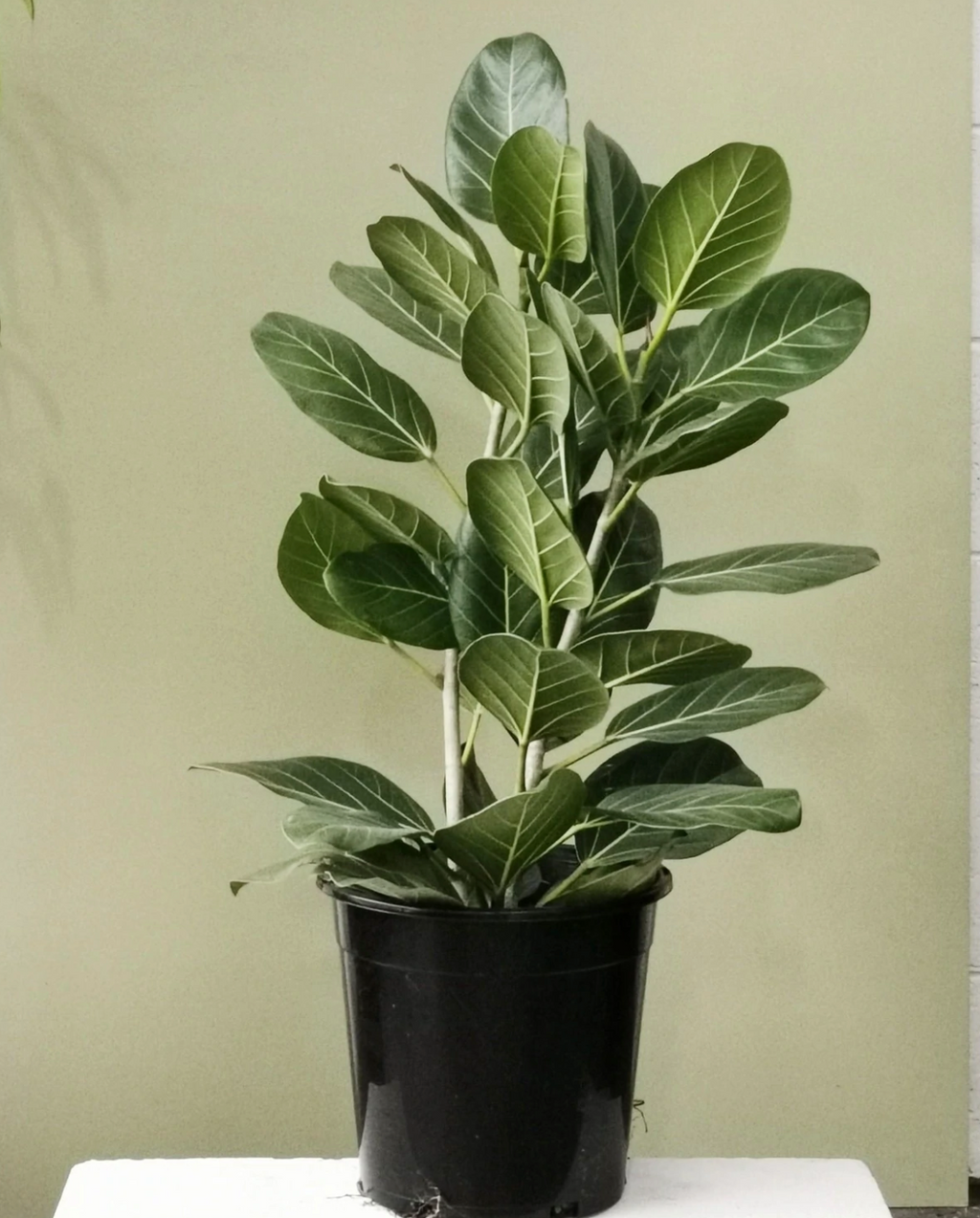 large money tree plant Money Tree main image 0